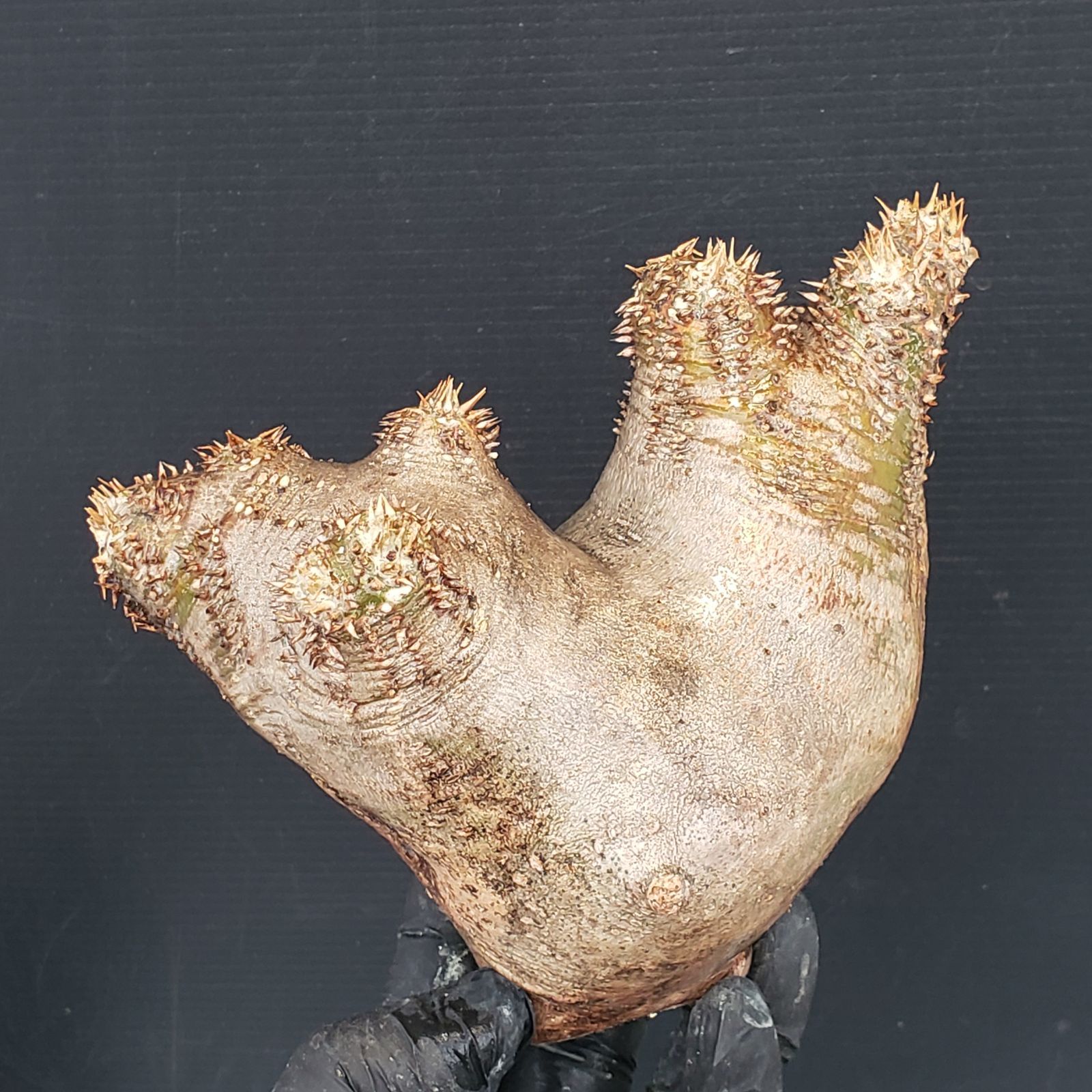 P509【最新到着】Pachypodium ホロンベンセ（現地球・抜き苗）【塊根