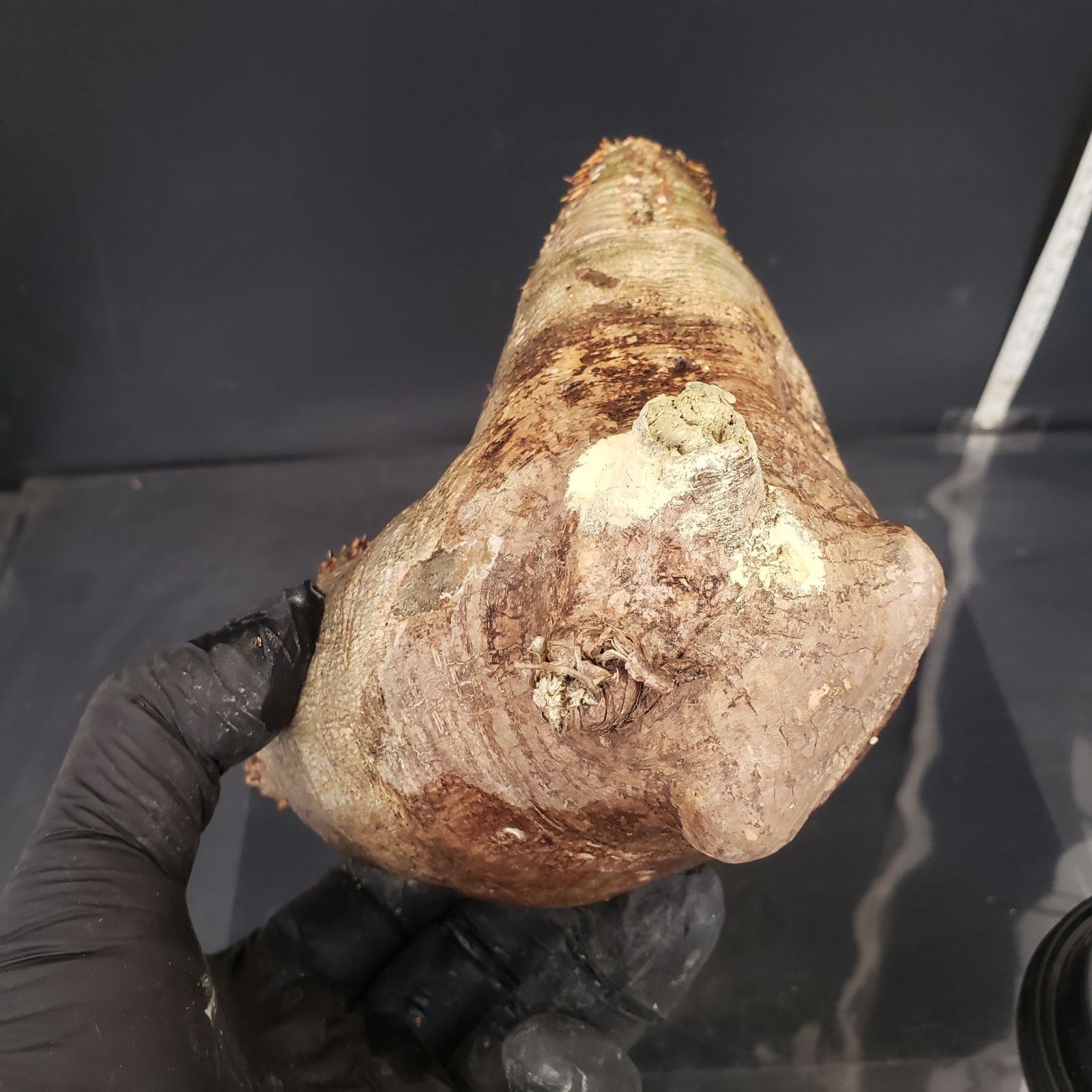 P509【最新到着】Pachypodium ホロンベンセ（現地球・抜き苗）【塊根