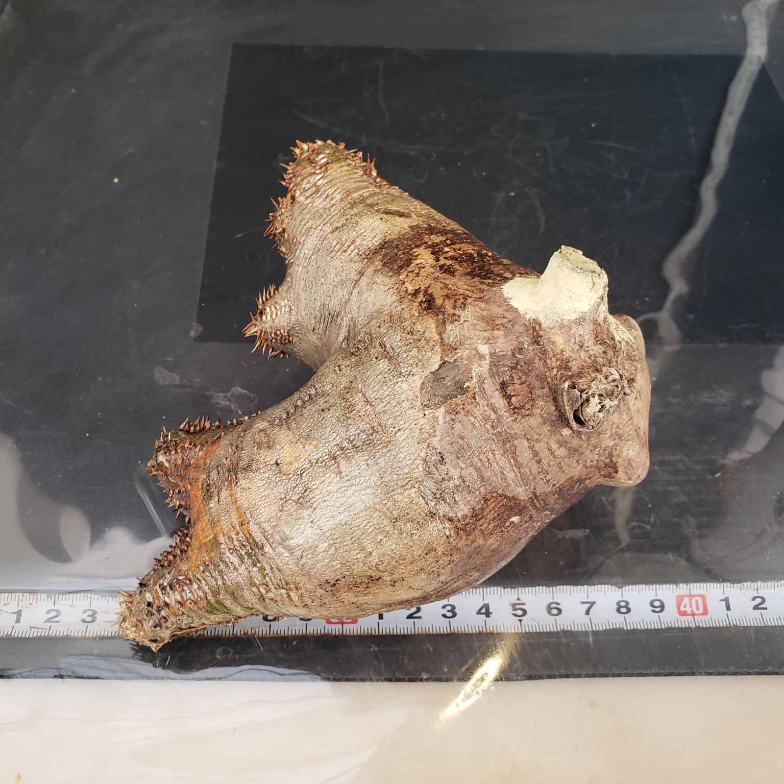 P509【最新到着】Pachypodium ホロンベンセ（現地球・抜き苗）【塊根