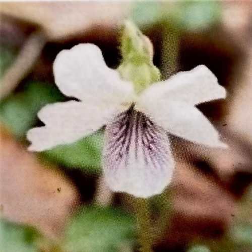 ニホンスミレ 日本すみれ ヒカゲスミレ（日陰菫） 3号 (直径9cm