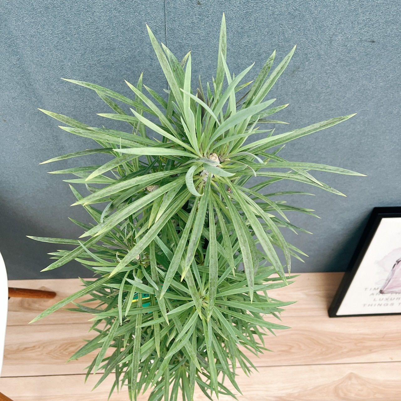 現品］N1 セネシオ クレイニア モンキーツリー 7号 観葉植物 レア 多肉