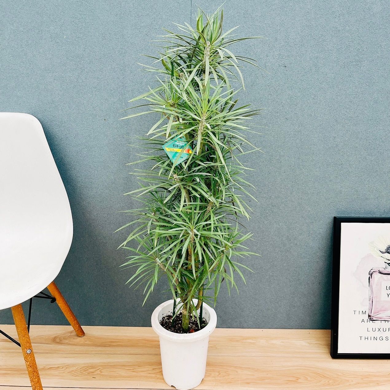 現品］N1 セネシオ クレイニア モンキーツリー 7号 観葉植物 レア 多肉