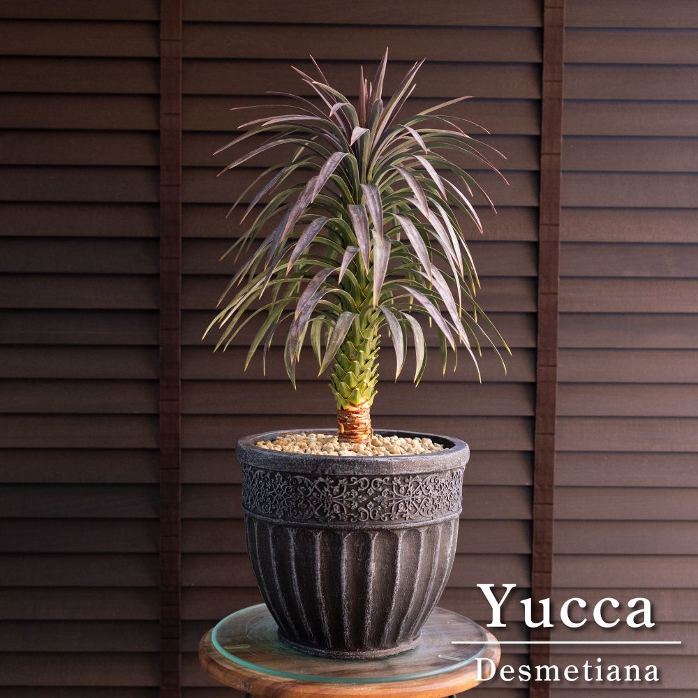 ユッカ デスメティアーナ Yucca Desmetiana 7号 陶器鉢 0219NV - メルカリ