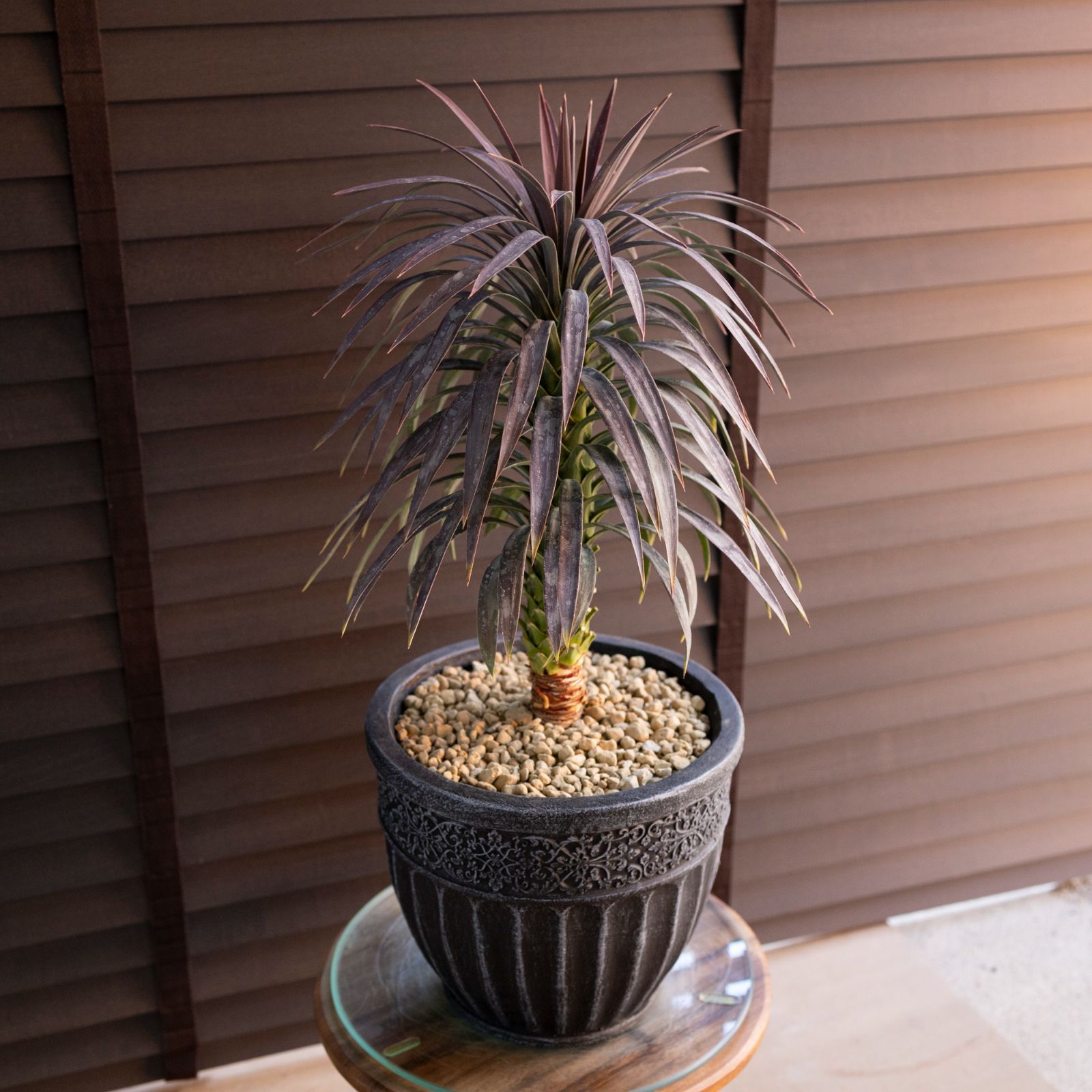 ユッカ デスメティアーナ Yucca Desmetiana 7号 陶器鉢 0219NV - メルカリ