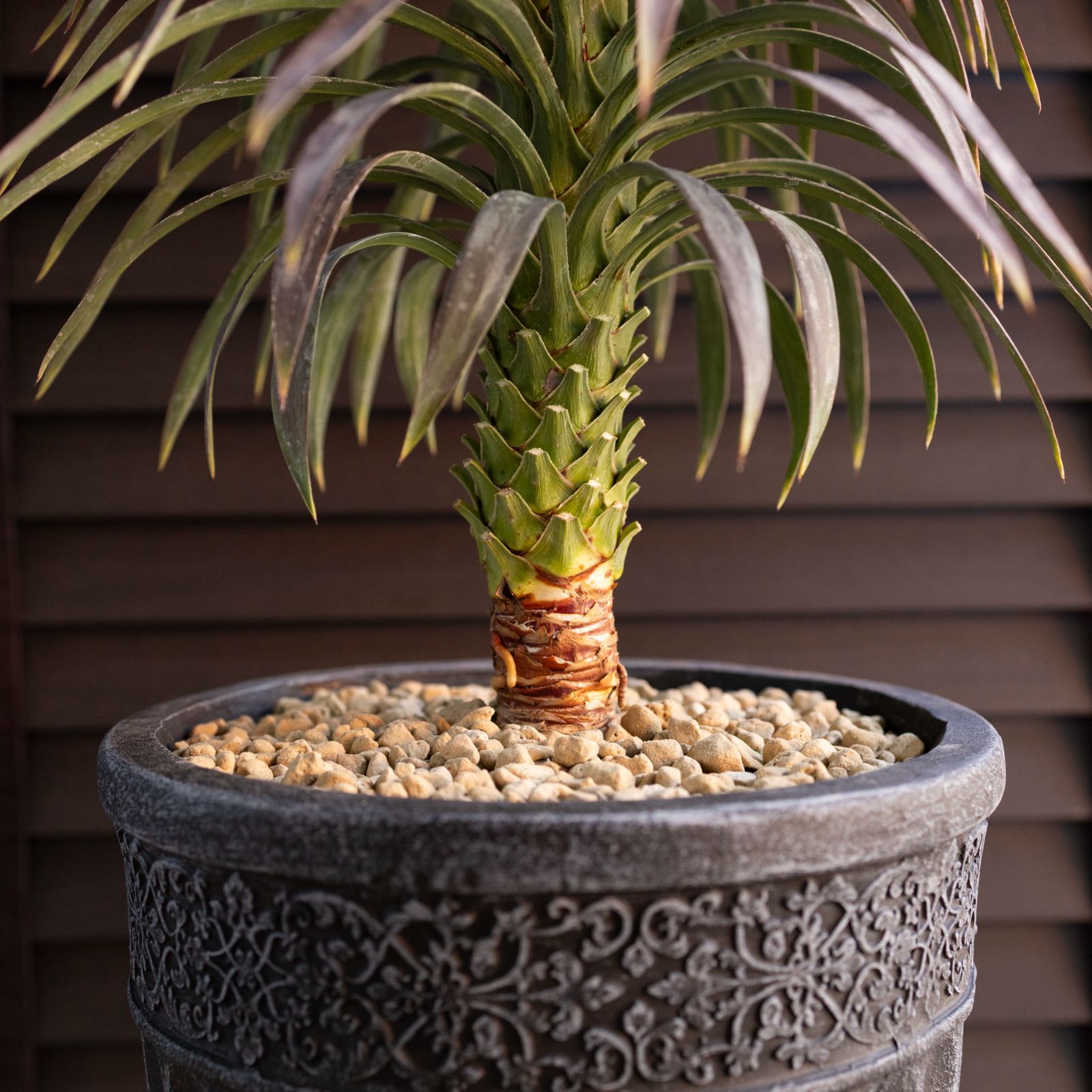 ユッカ デスメティアーナ Yucca Desmetiana 7号 陶器鉢 0219NV - メルカリ
