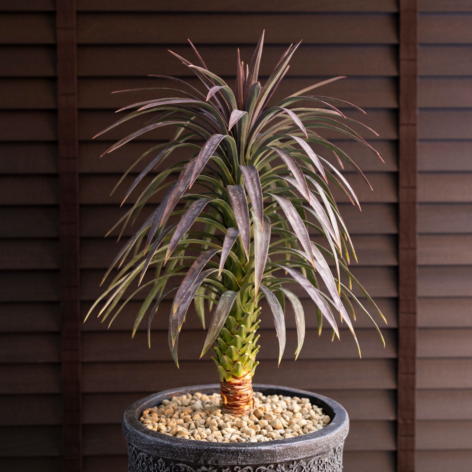 ユッカ デスメティアーナ Yucca Desmetiana 7号 陶器鉢 0219NV - メルカリ