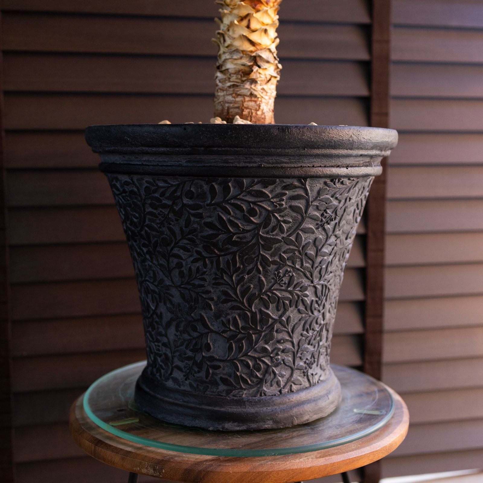 【現品】ユッカ・デスメティアーナ　９号　W３番 ユッカ デスメティアーナ Yucca Desmetiana 9号 陶器鉢 0219NV - メルカリ