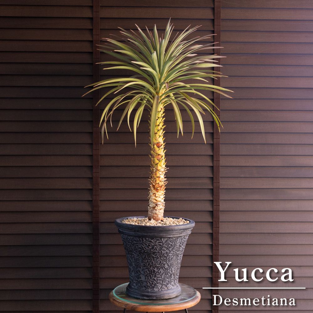 ユッカ デスメティアーナ Yucca Desmetiana 9号 陶器鉢 0219NV - メルカリ