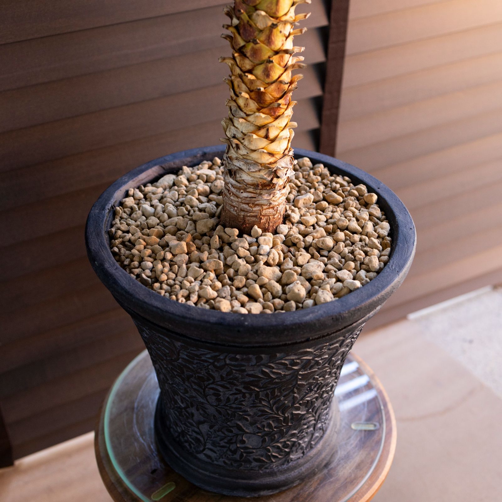 ユッカ デスメティアーナ Yucca Desmetiana 9号 陶器鉢 0219NV - メルカリ