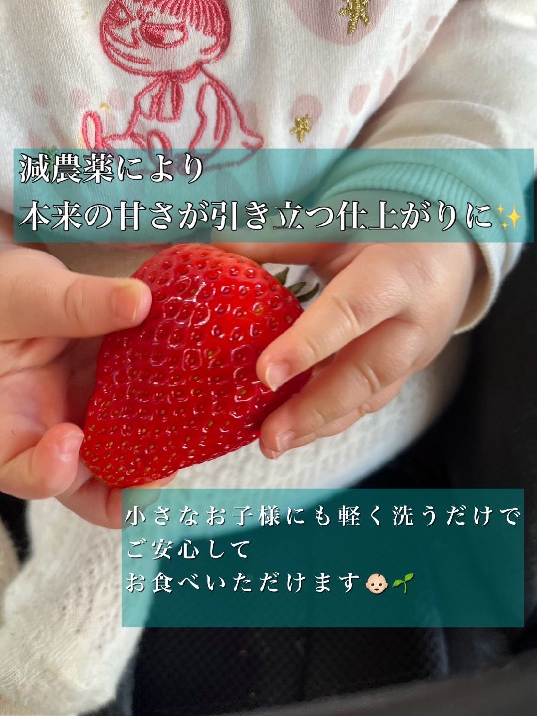 栃木県産】とちあいか 減農薬いちご A級品+訳あり - メルカリ