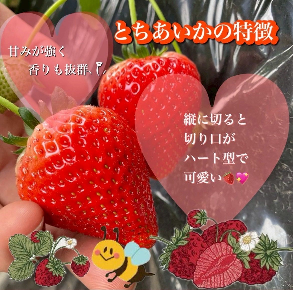 栃木県産】とちあいか 減農薬いちご A級品+訳あり - メルカリ