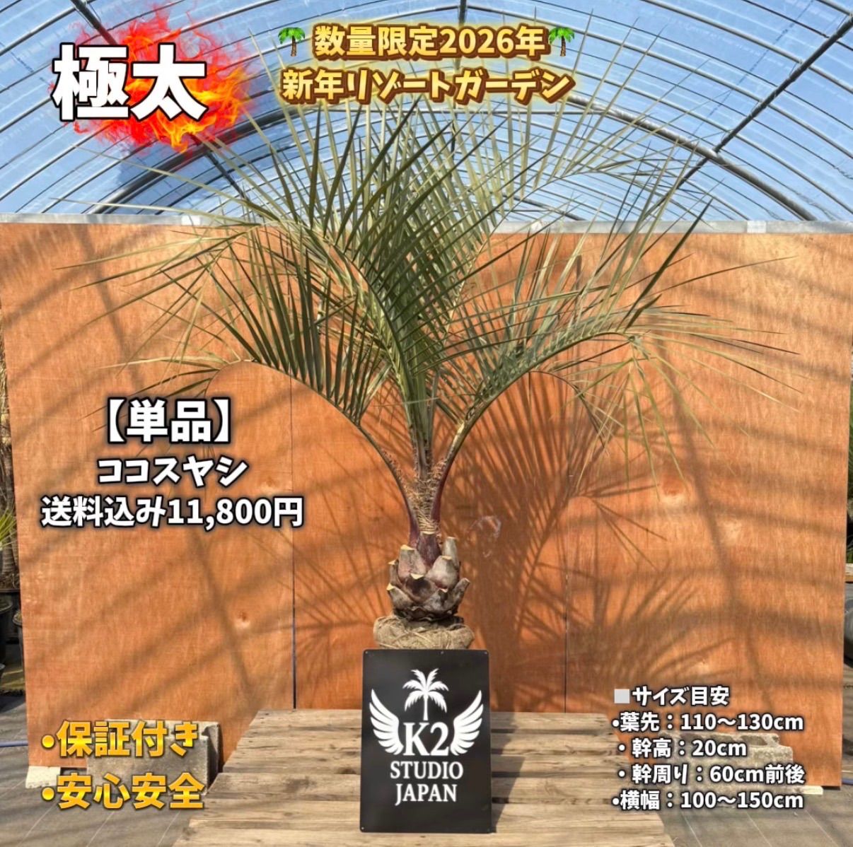 🌴南国リゾート感UP🌴 極太ココスヤシ【単品】数量限定 - メルカリ