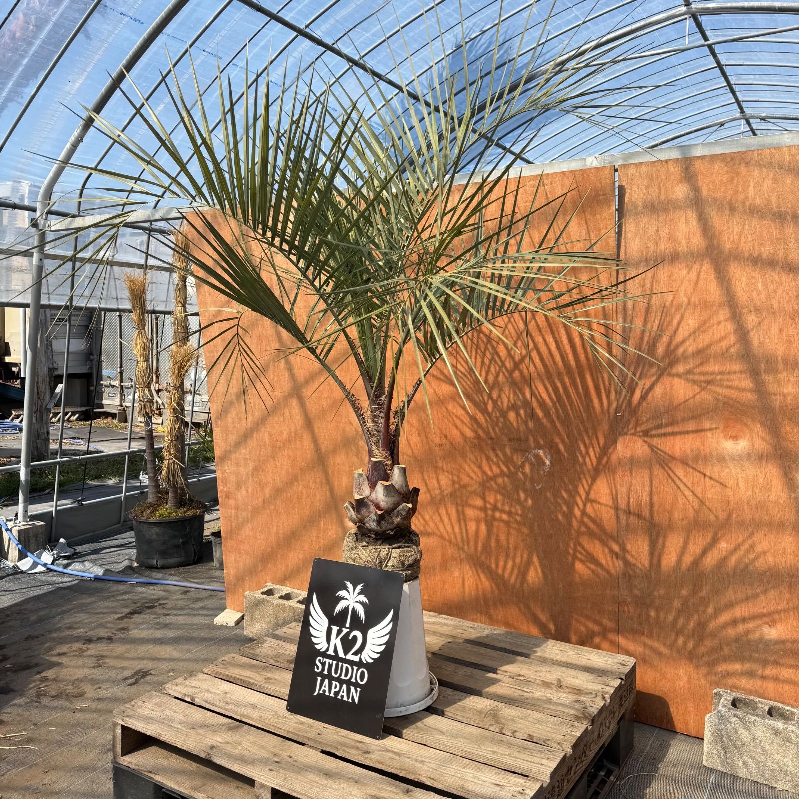 🌴南国リゾート感UP🌴 極太ココスヤシ【単品】数量限定 - メルカリ