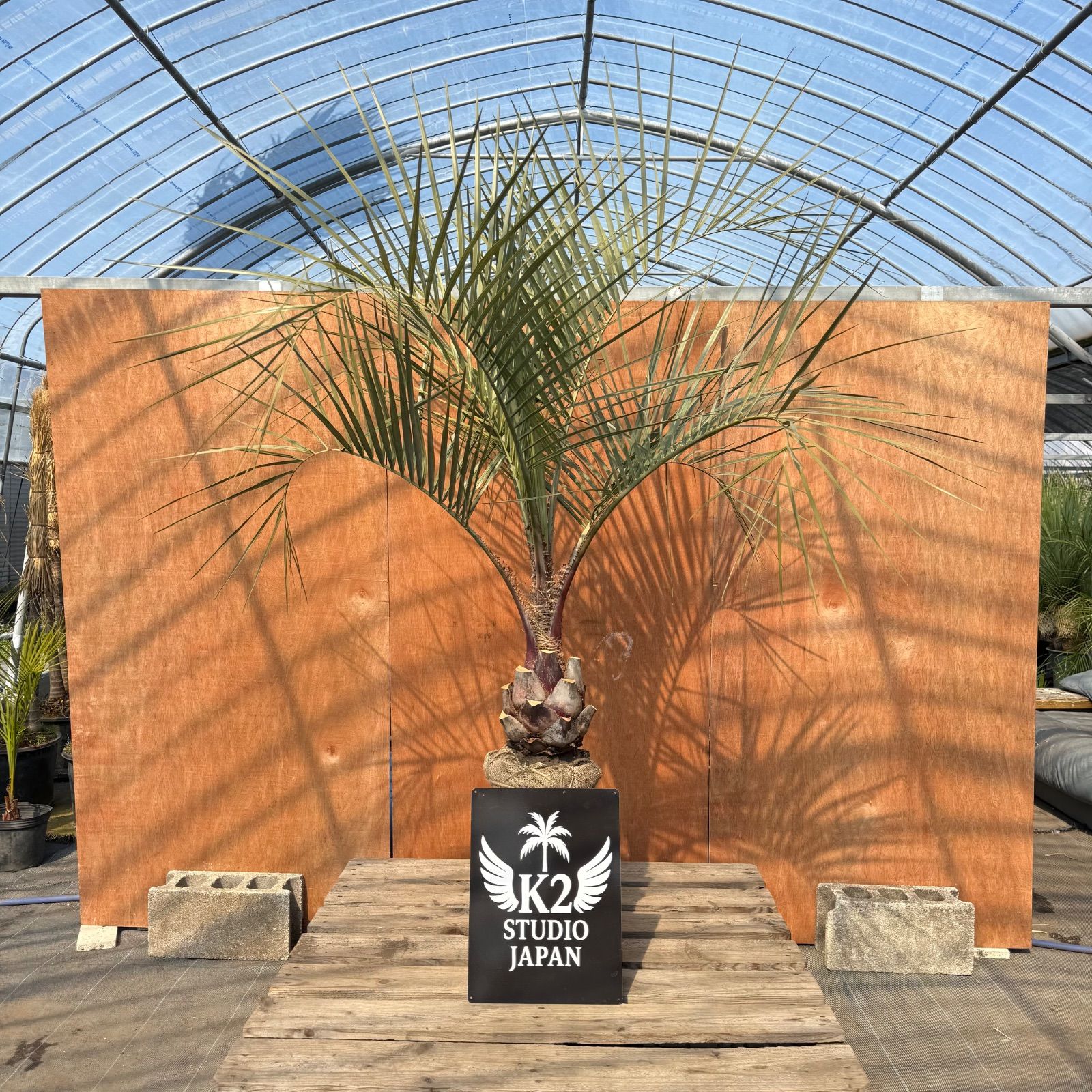 🌴南国リゾート感UP🌴 極太ココスヤシ【単品】数量限定 - メルカリ