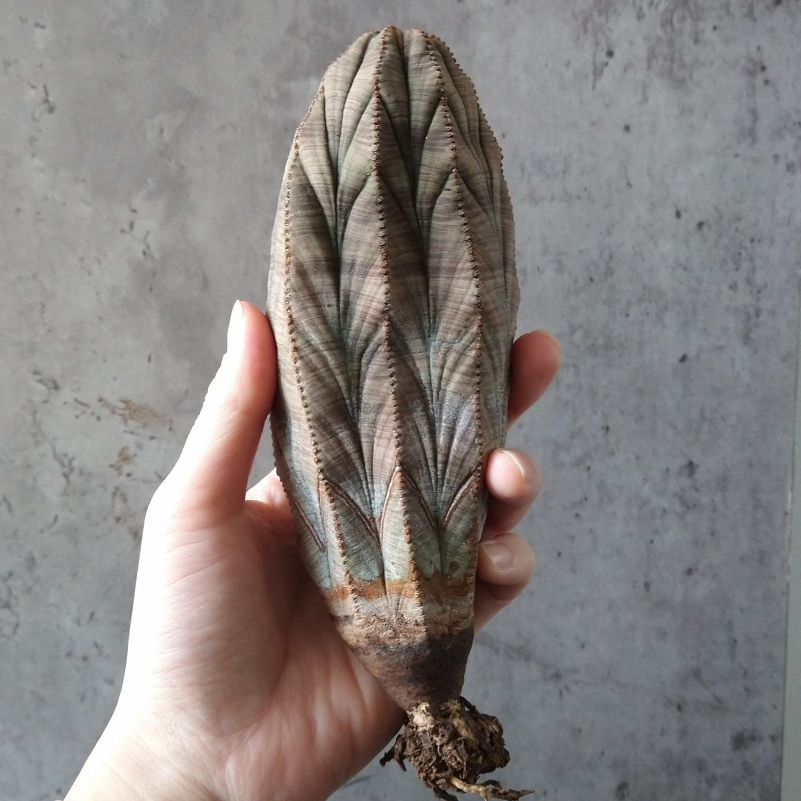 B18762☆大特価☆ 超巨大株 ユーフォルビア オベサ 極上ヴィンテージ株