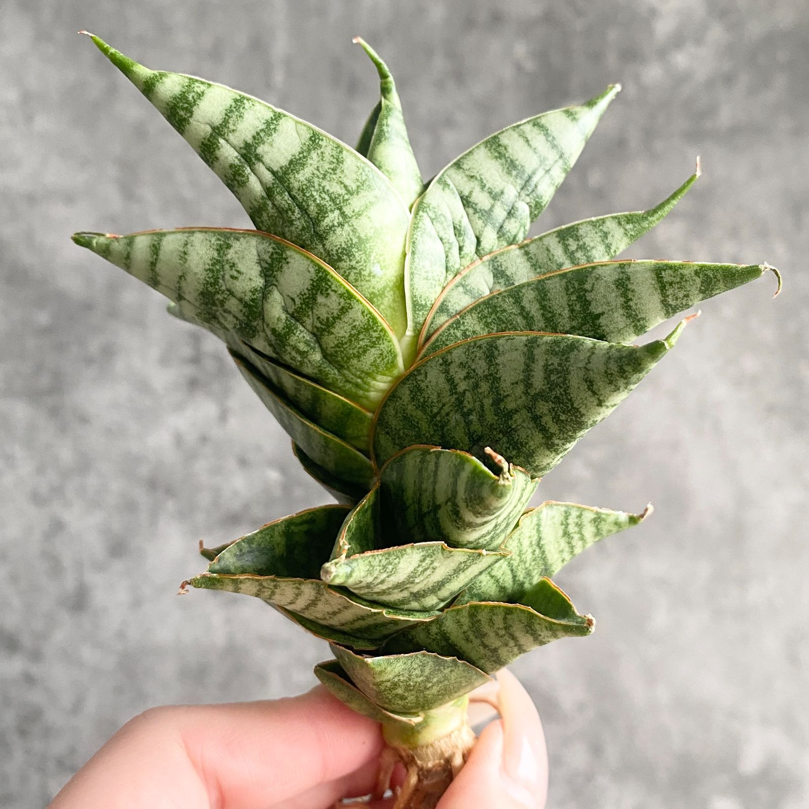 S13307 極上SS級特選美株！特大！サンスベリア ハイブリッド Sindoro