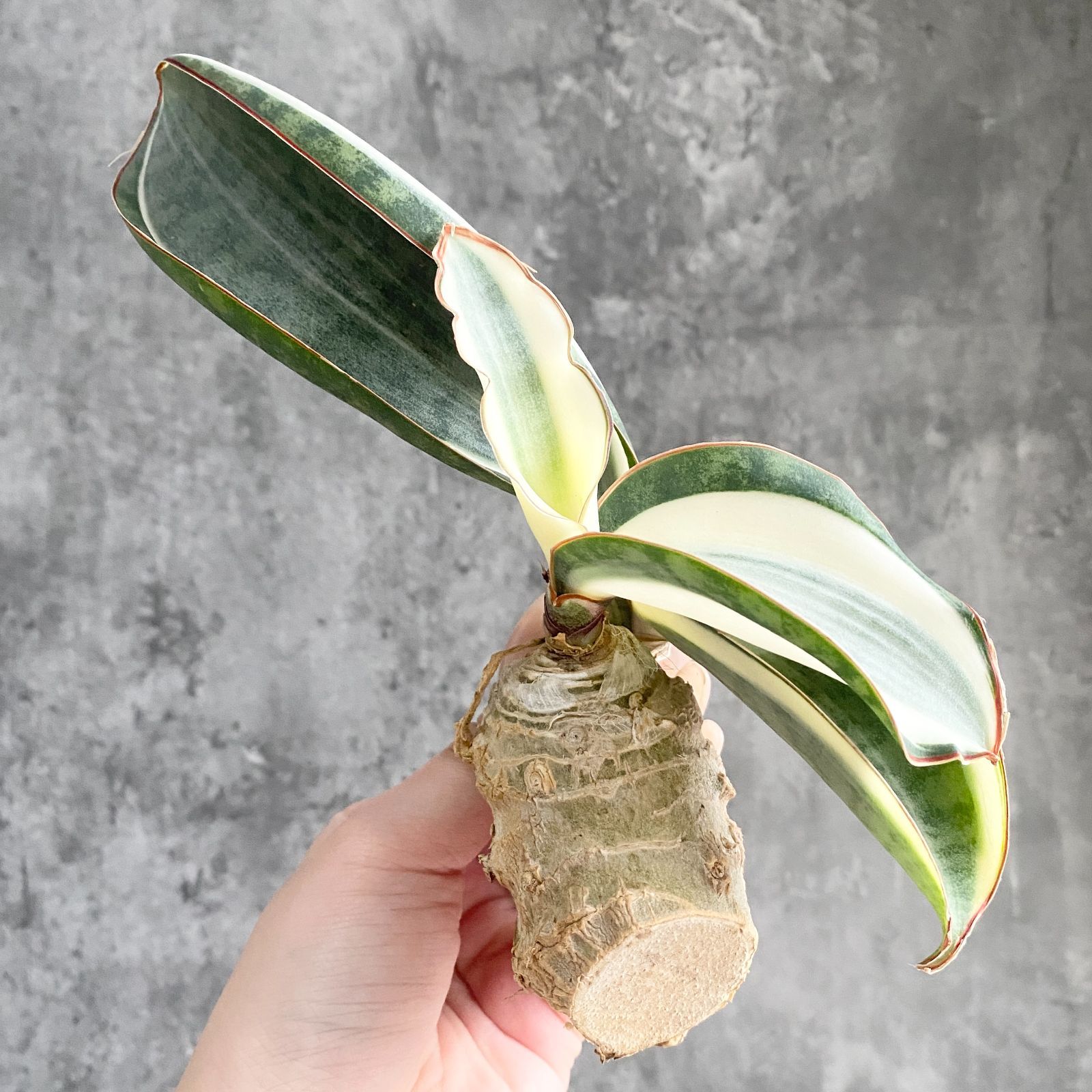 S13362【S級超希少株！！】白斑入り サンスベリア マッソニアーナ