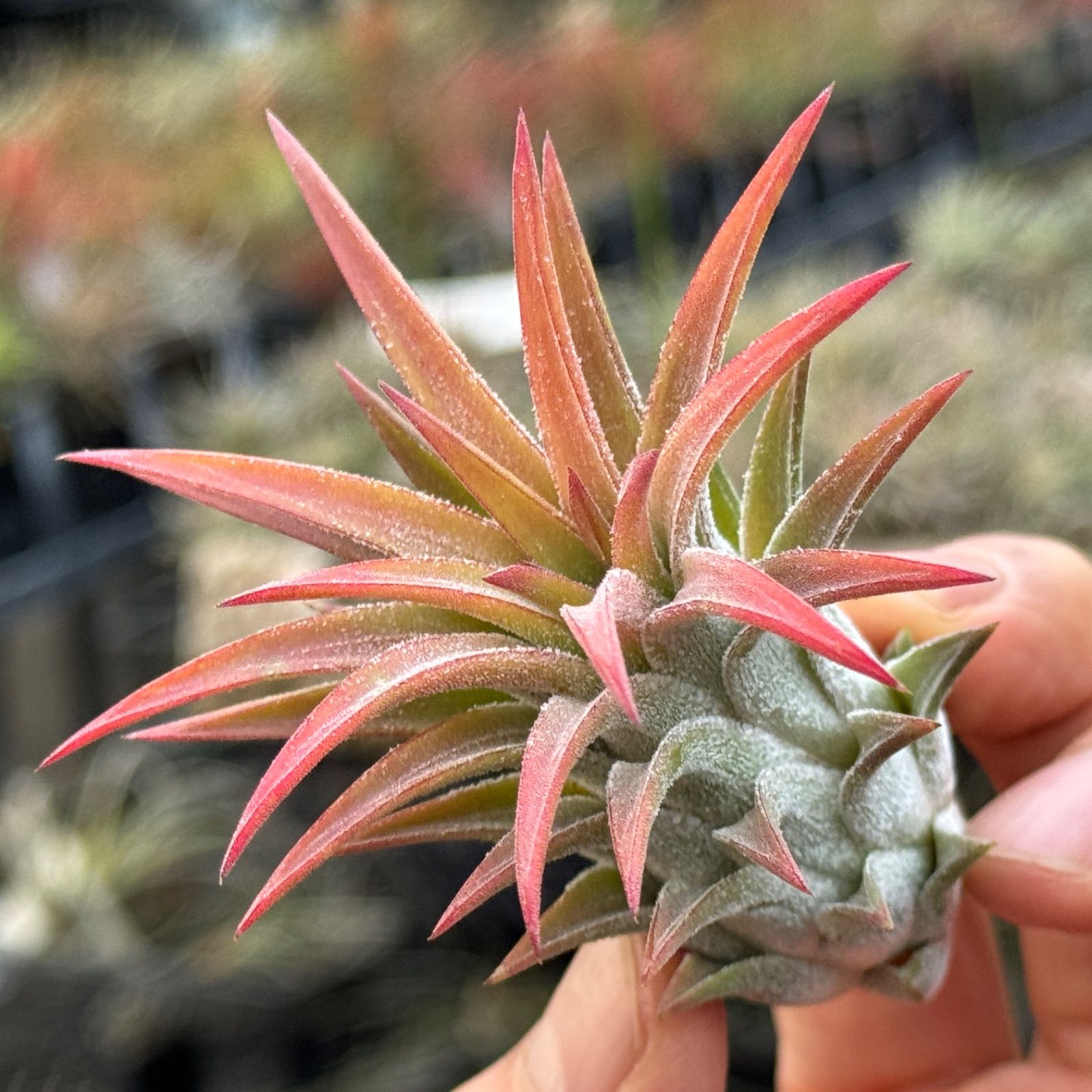 現品＊チランジア イオナンタ ハワイアン レッド(ハワイ) Tillandsia
