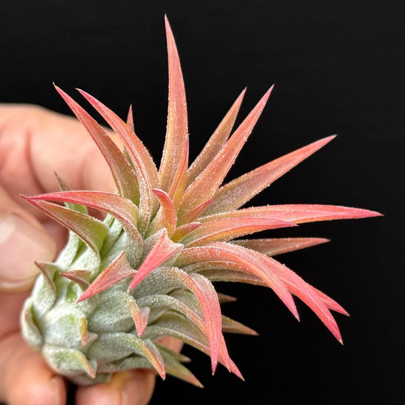 現品＊チランジア イオナンタ ハワイアン レッド(ハワイ) Tillandsia