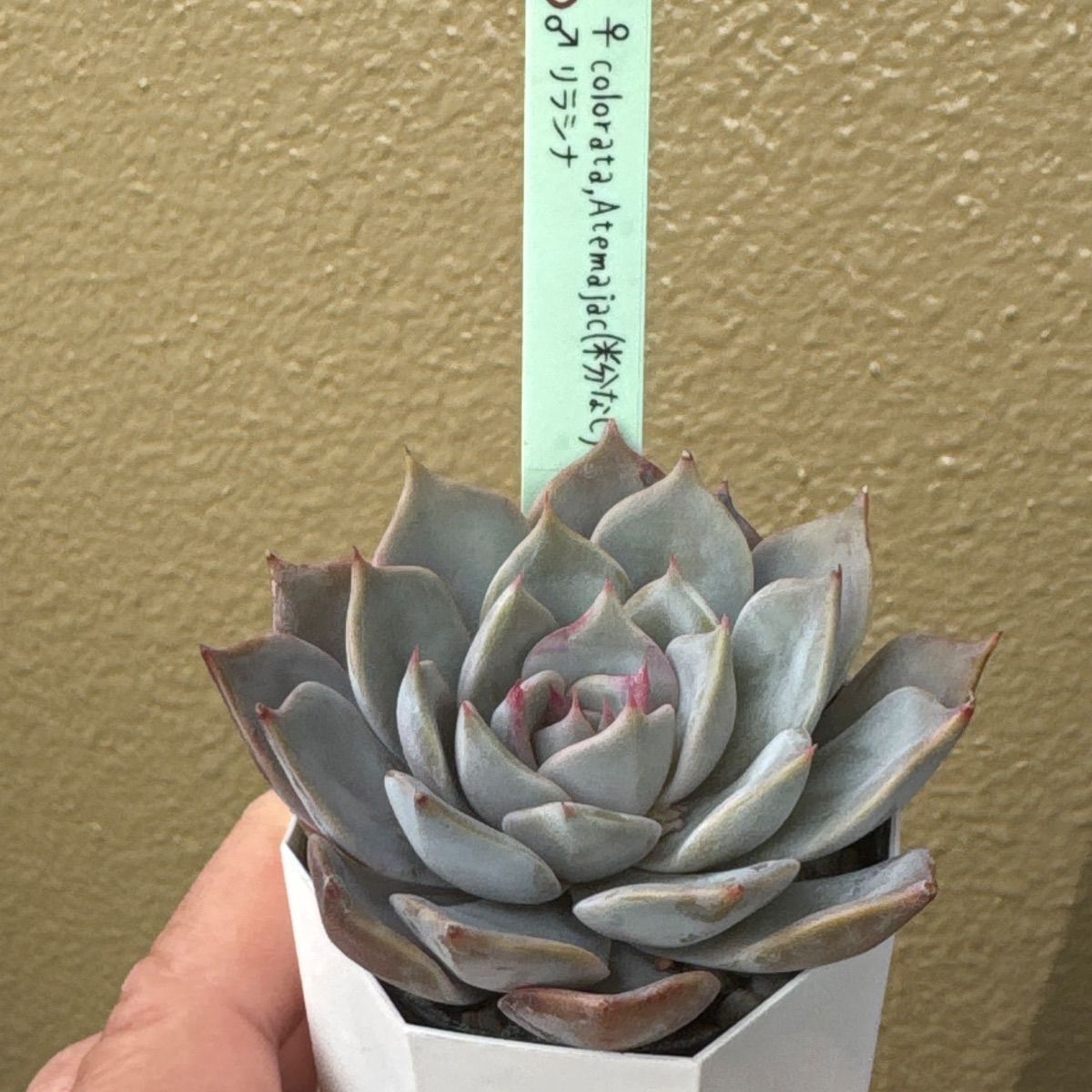 miyaさん苗❣️colorata,Atemajac(粉なし)❣️札付き❗️多肉植物