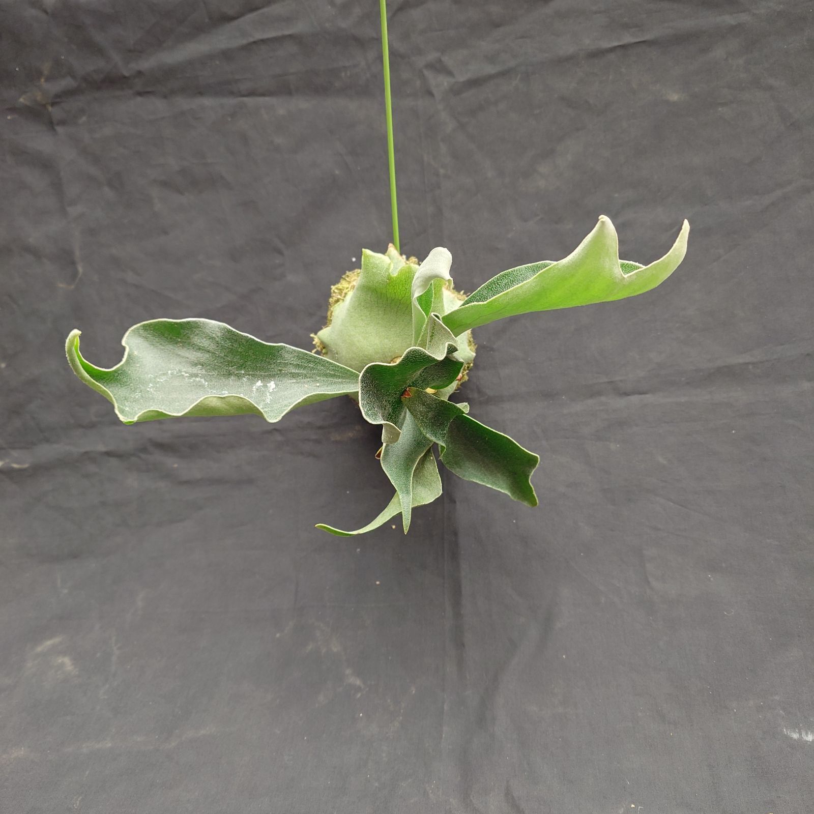 ①ビカクシダコケ玉 P. willinckii spore メルカリ便 - メルカリ