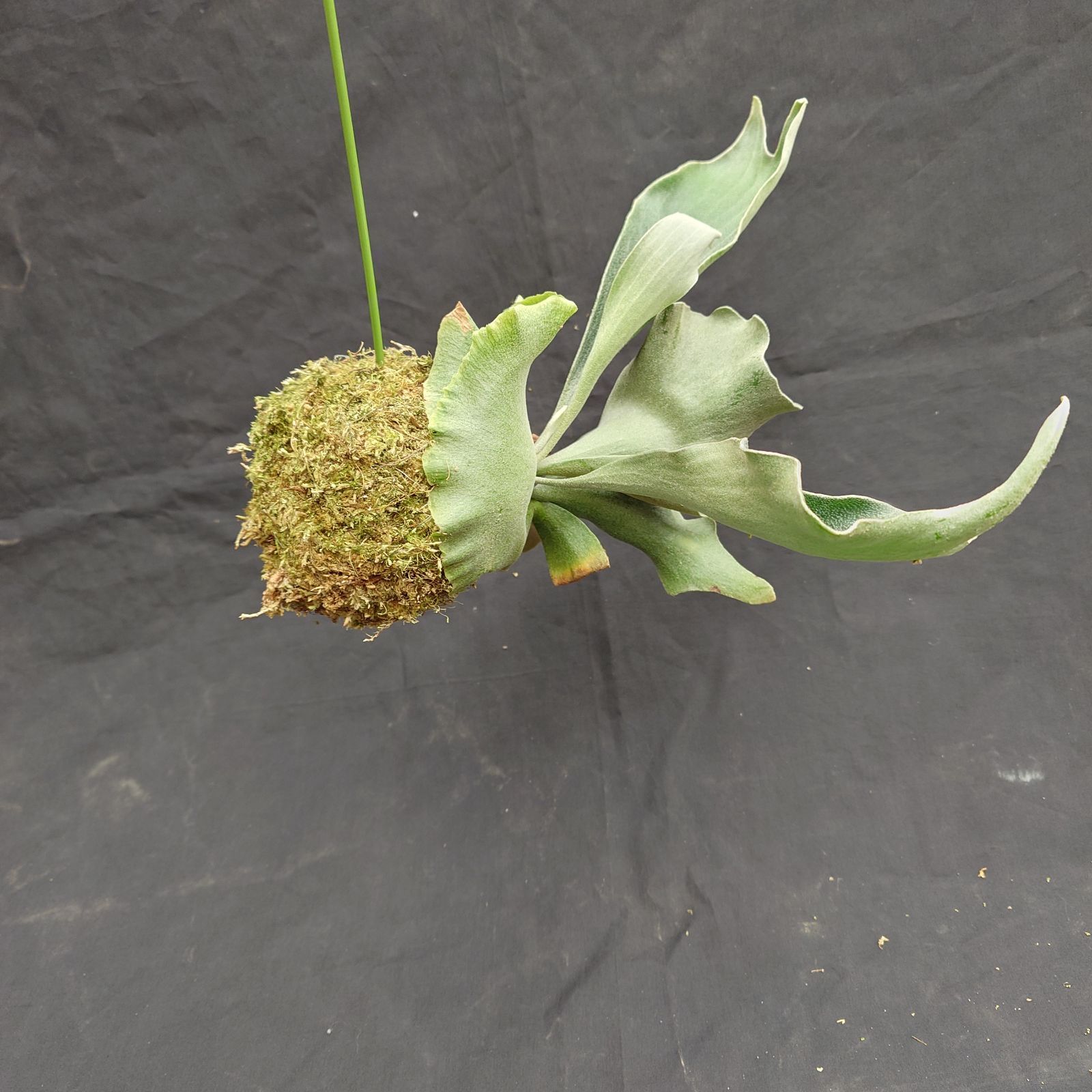 ①ビカクシダコケ玉 P. willinckii spore メルカリ便 - メルカリ