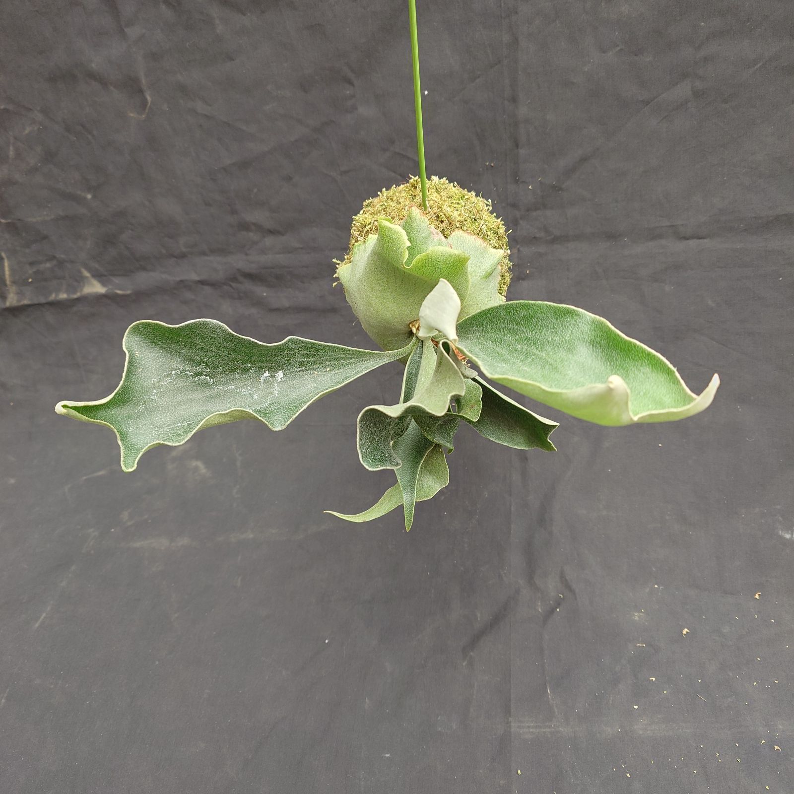 ①ビカクシダコケ玉 P. willinckii spore メルカリ便 - メルカリ