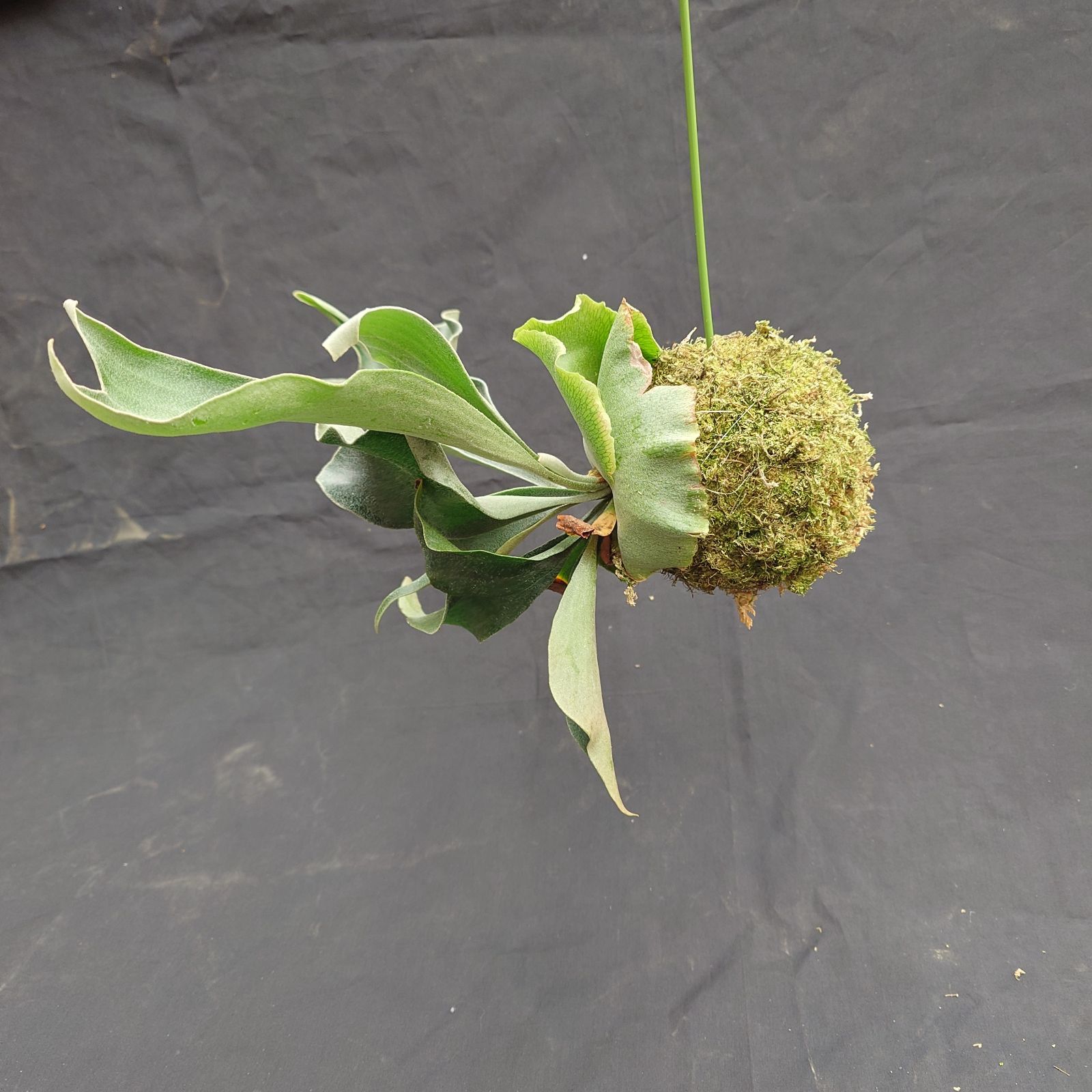 ①ビカクシダコケ玉 P. willinckii spore メルカリ便 - メルカリ