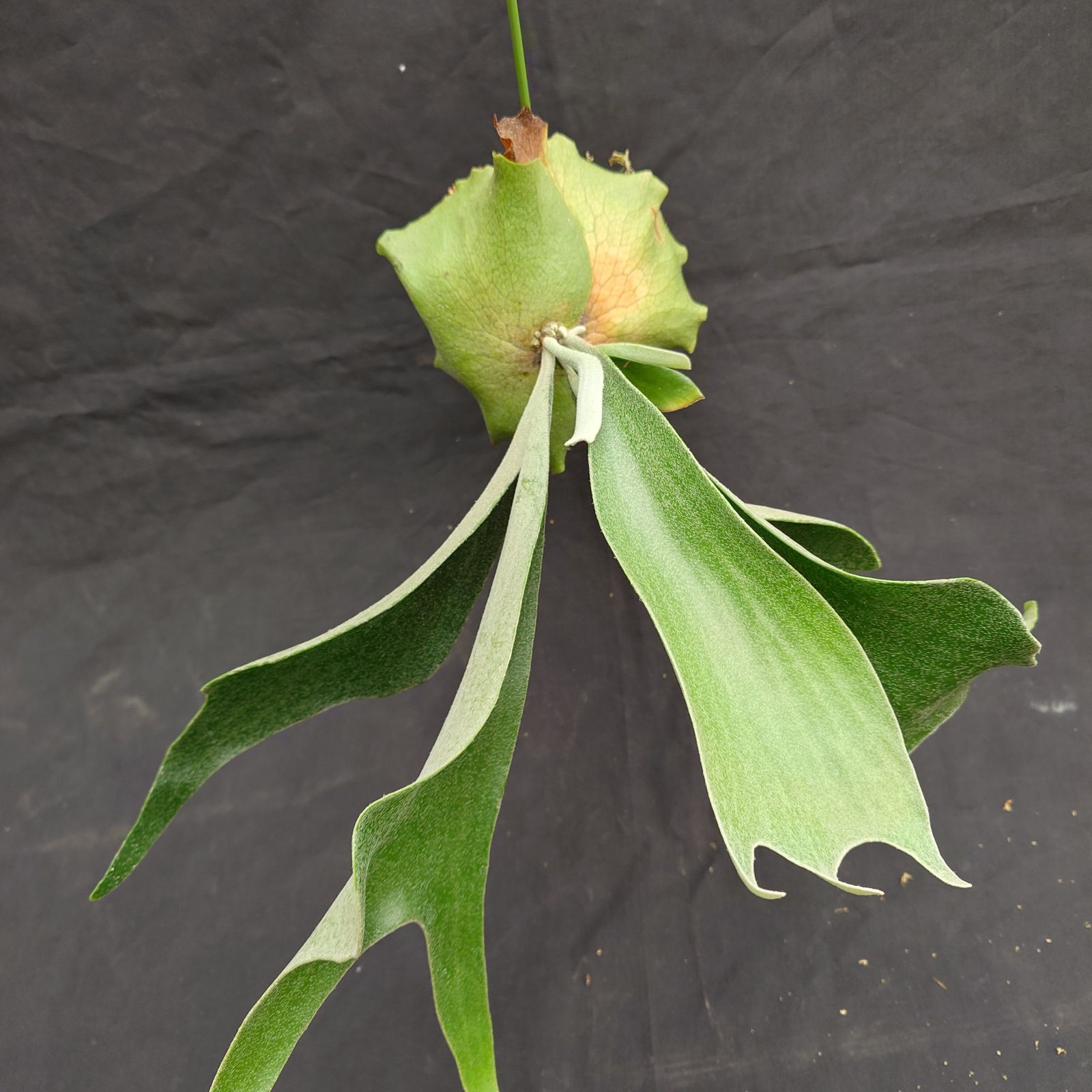 ②ビカクシダコケ玉 P. willinckii spore（子株付き） メルカリ便