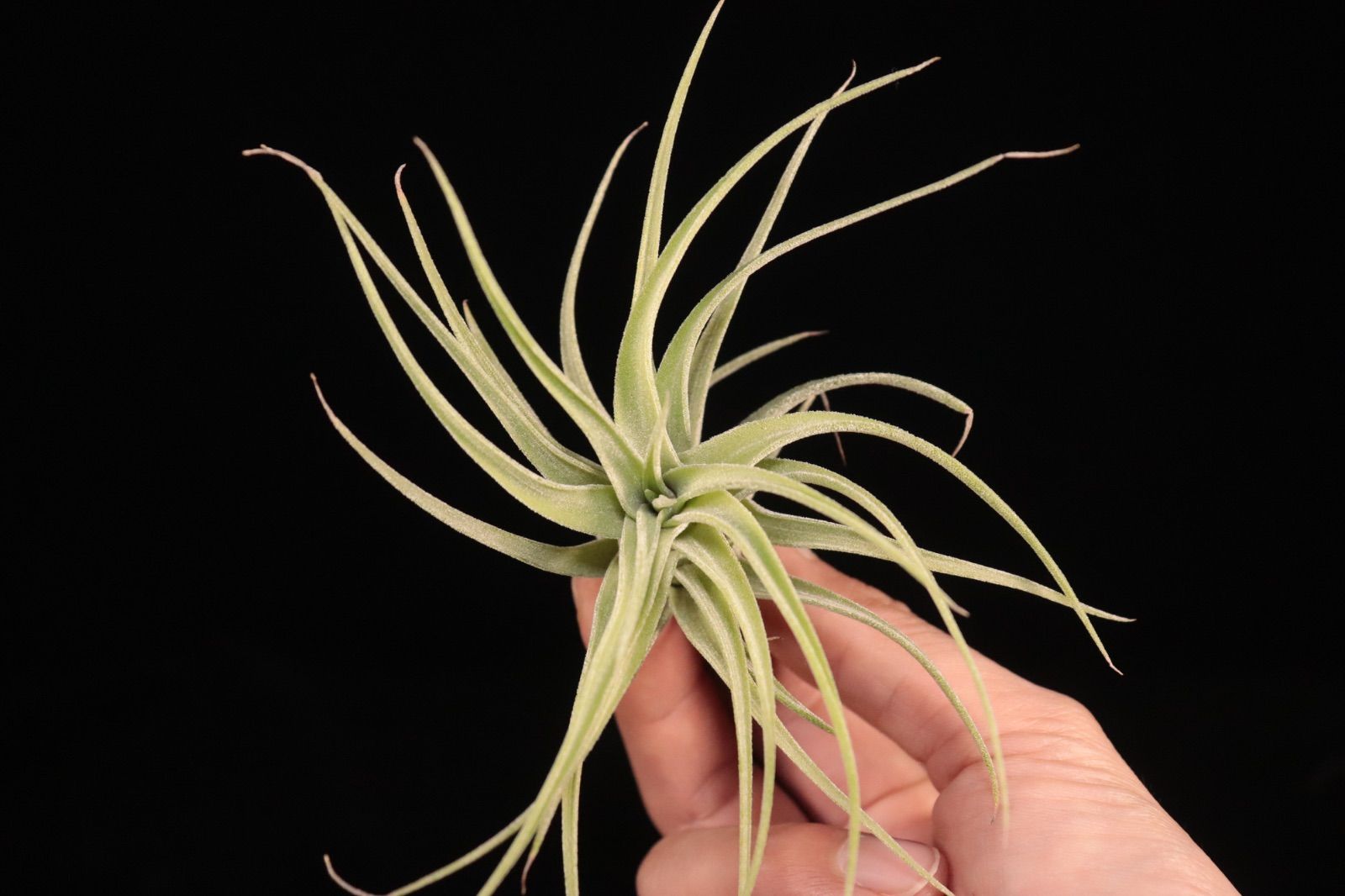 送料無料】ionantha var. vanhyningii × streptophylla〔エアプランツ