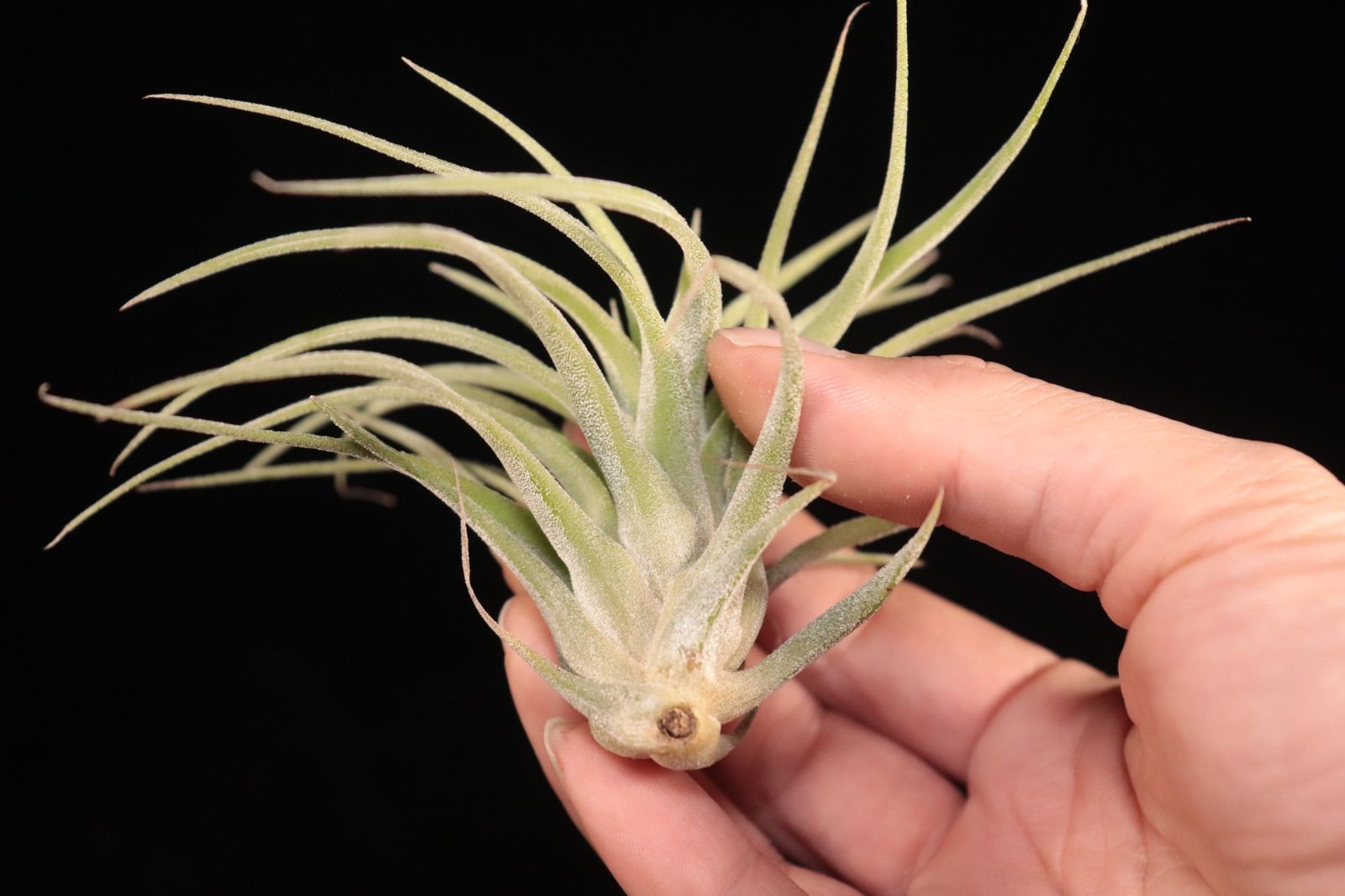送料無料】ionantha var. vanhyningii × streptophylla〔エアプランツ