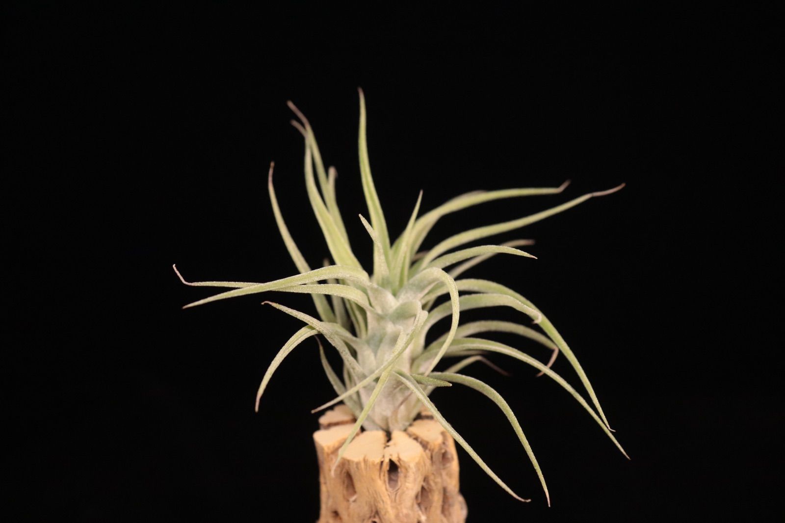 送料無料】ionantha var. vanhyningii × streptophylla〔エアプランツ