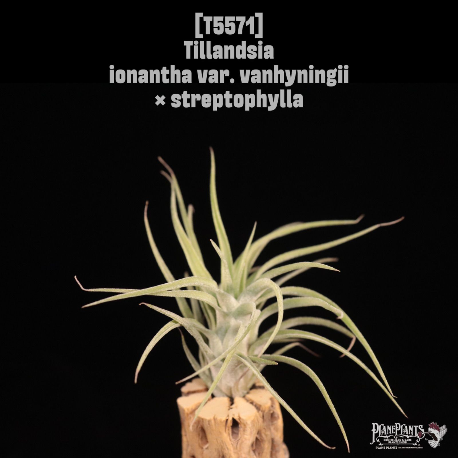 送料無料】ionantha var. vanhyningii × streptophylla〔エアプランツ