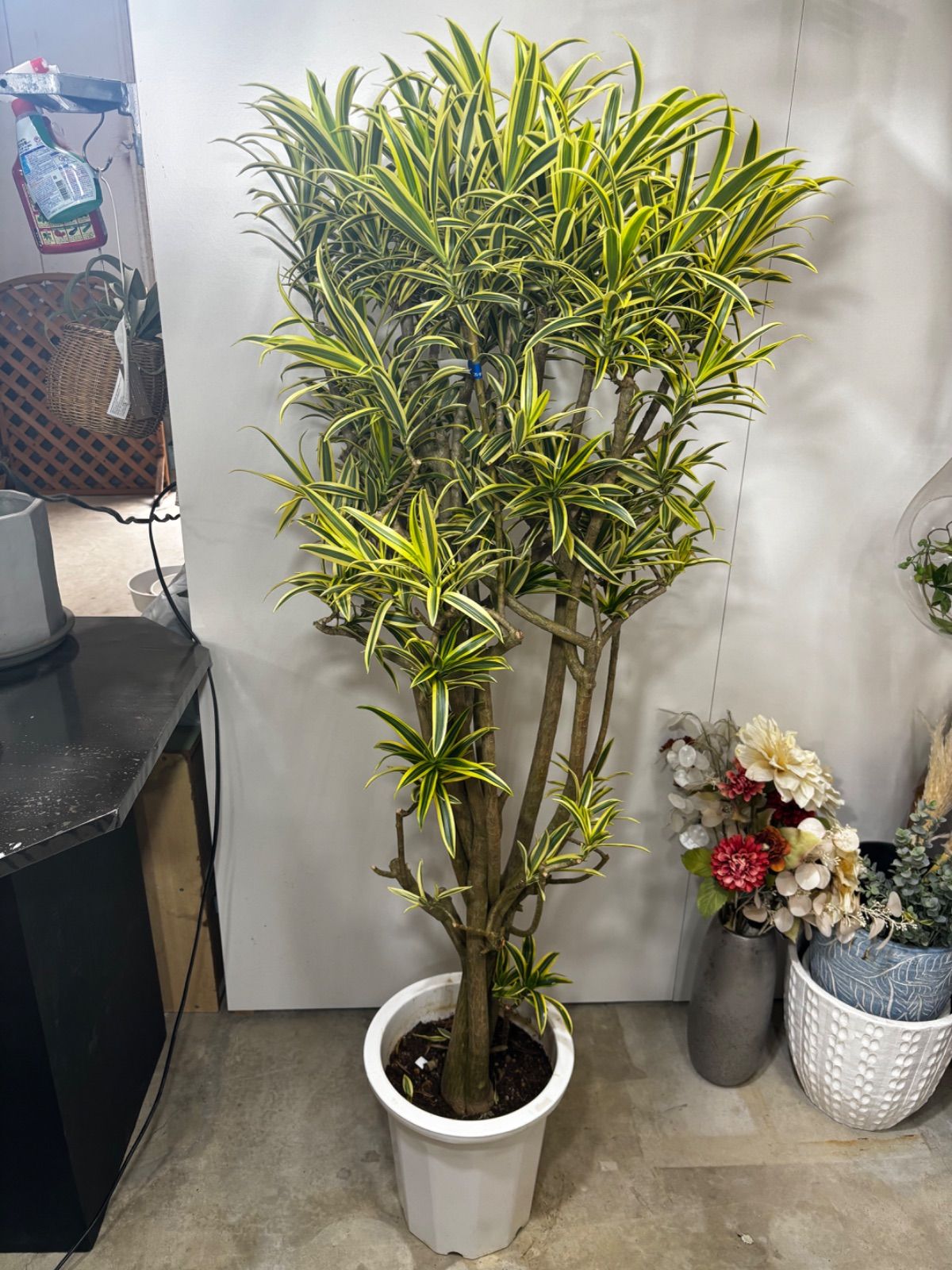 ドラセナ・ソング・オブ・インディオ　尺鉢　贈り物　お祝い　プレゼント　明るい　観葉植物　インテリア　グリーン