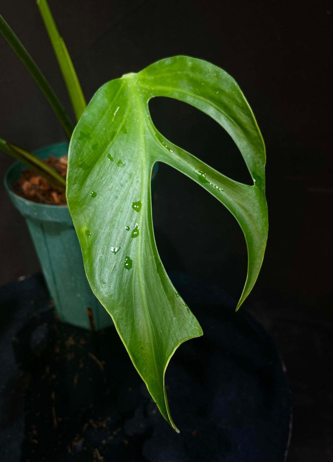 モンステラ バールマルクスフレーム - メルカリ