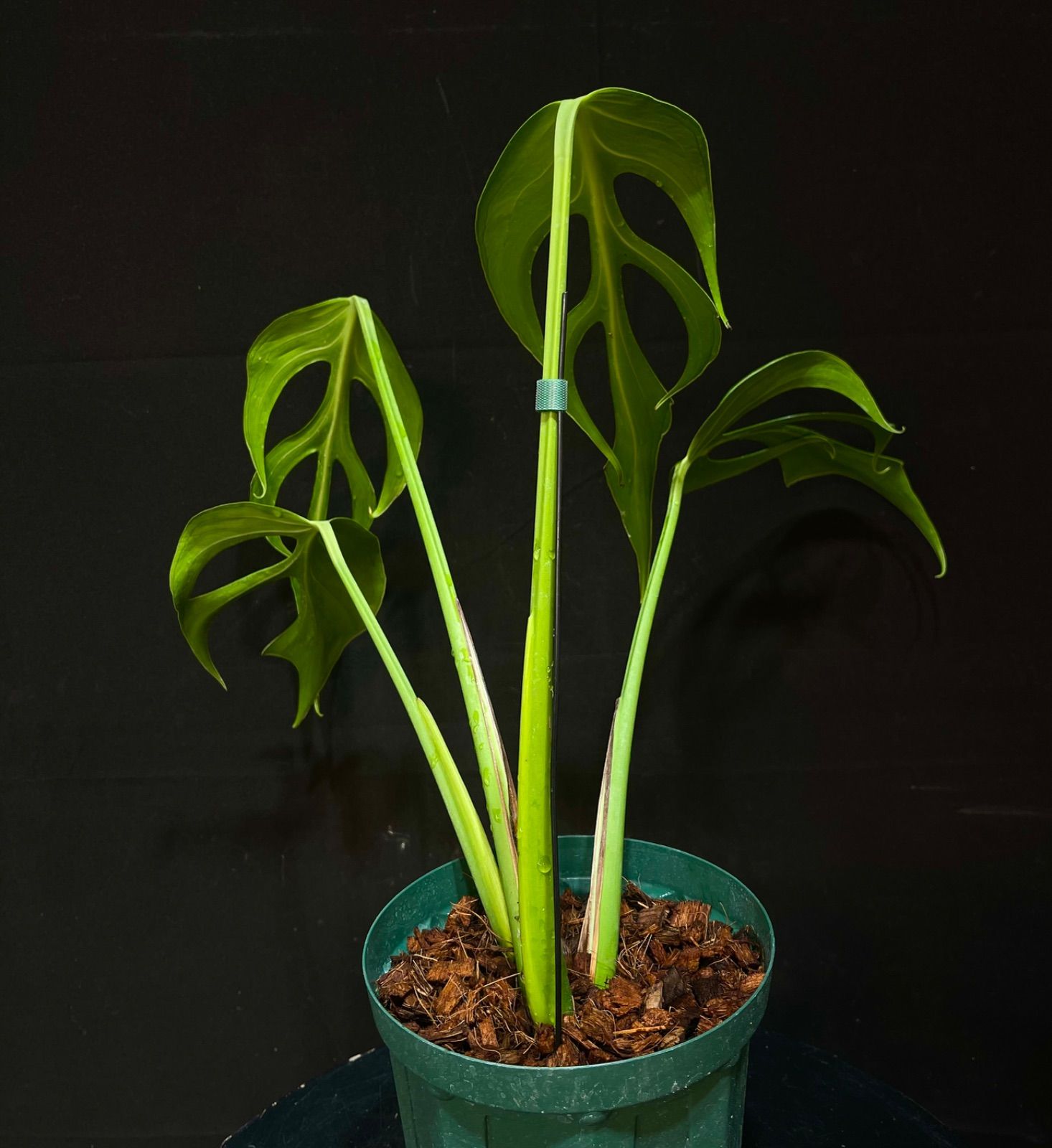 モンステラ バールマルクスフレーム - メルカリ