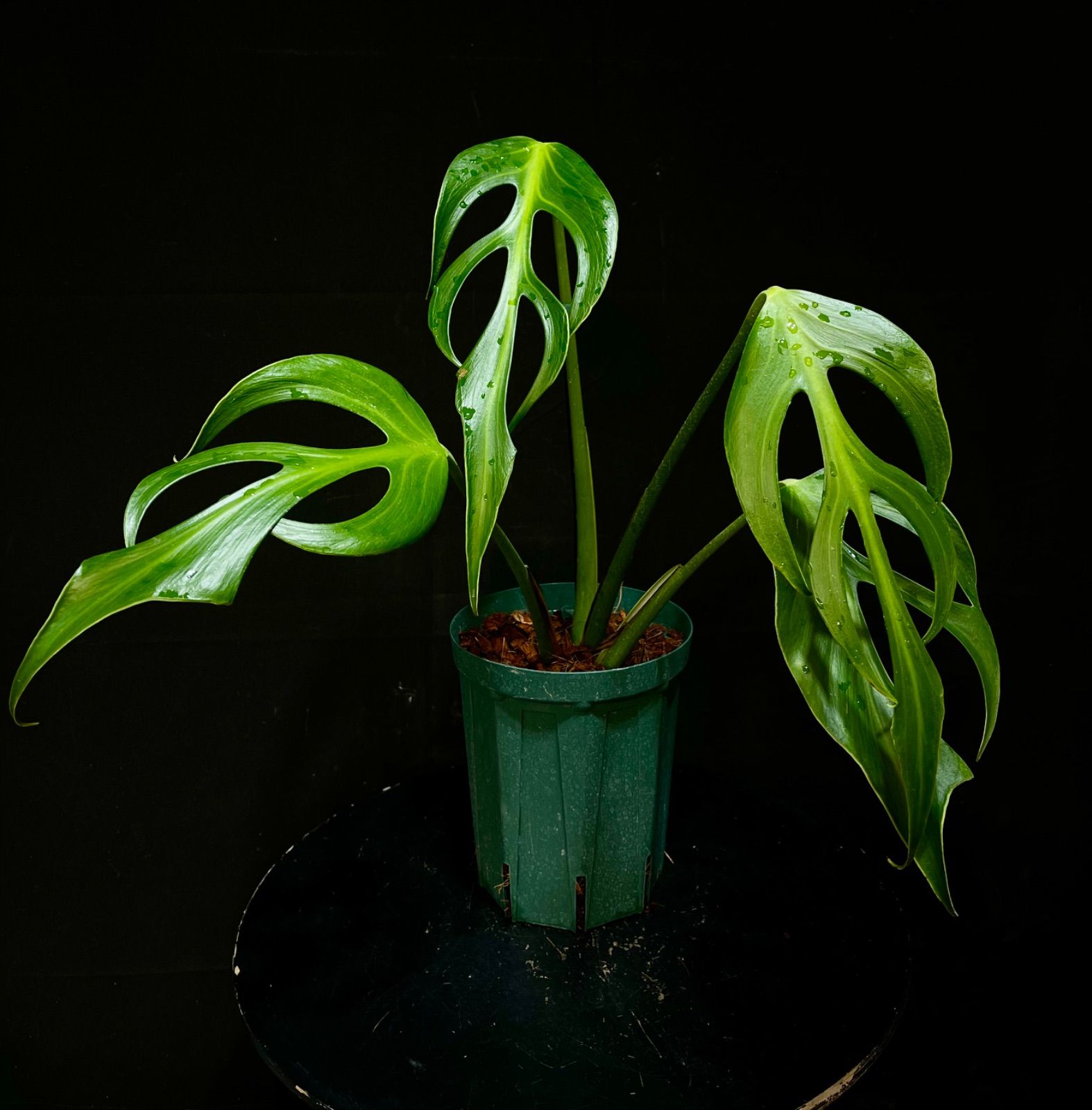 モンステラ バールマルクスフレーム - メルカリ