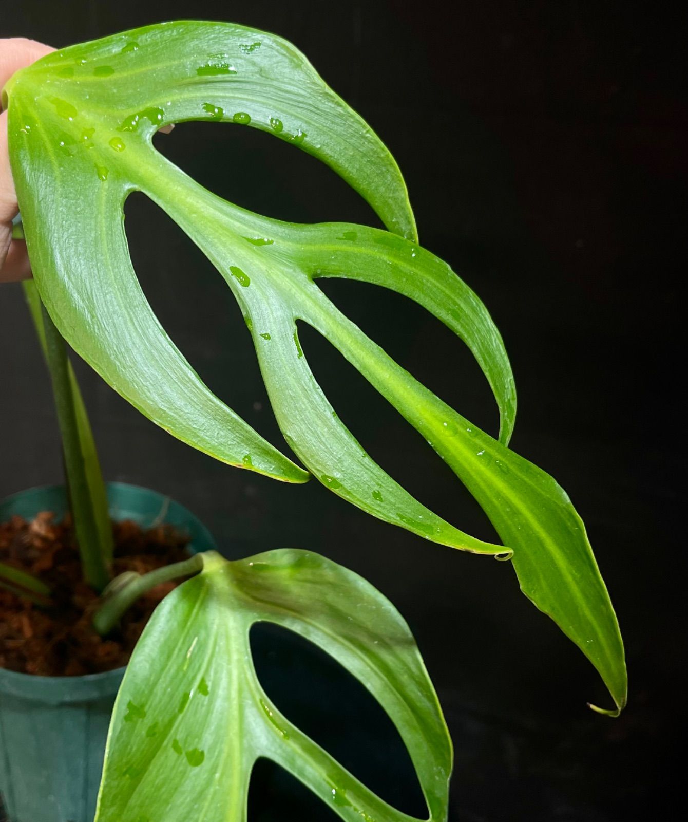 モンステラ バールマルクスフレーム - メルカリ