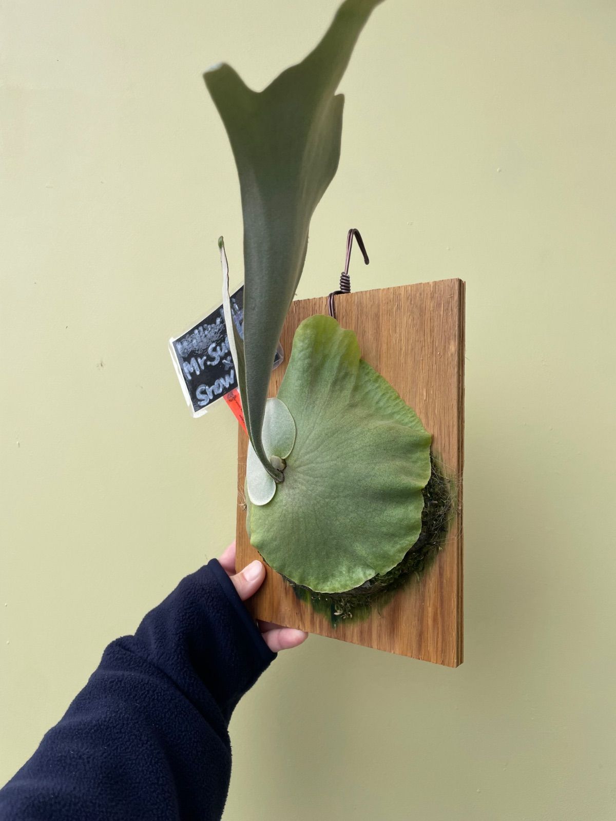 ビカクシダ ウィリンキーミスタースーダン×スノーホワイトP.Willinckii