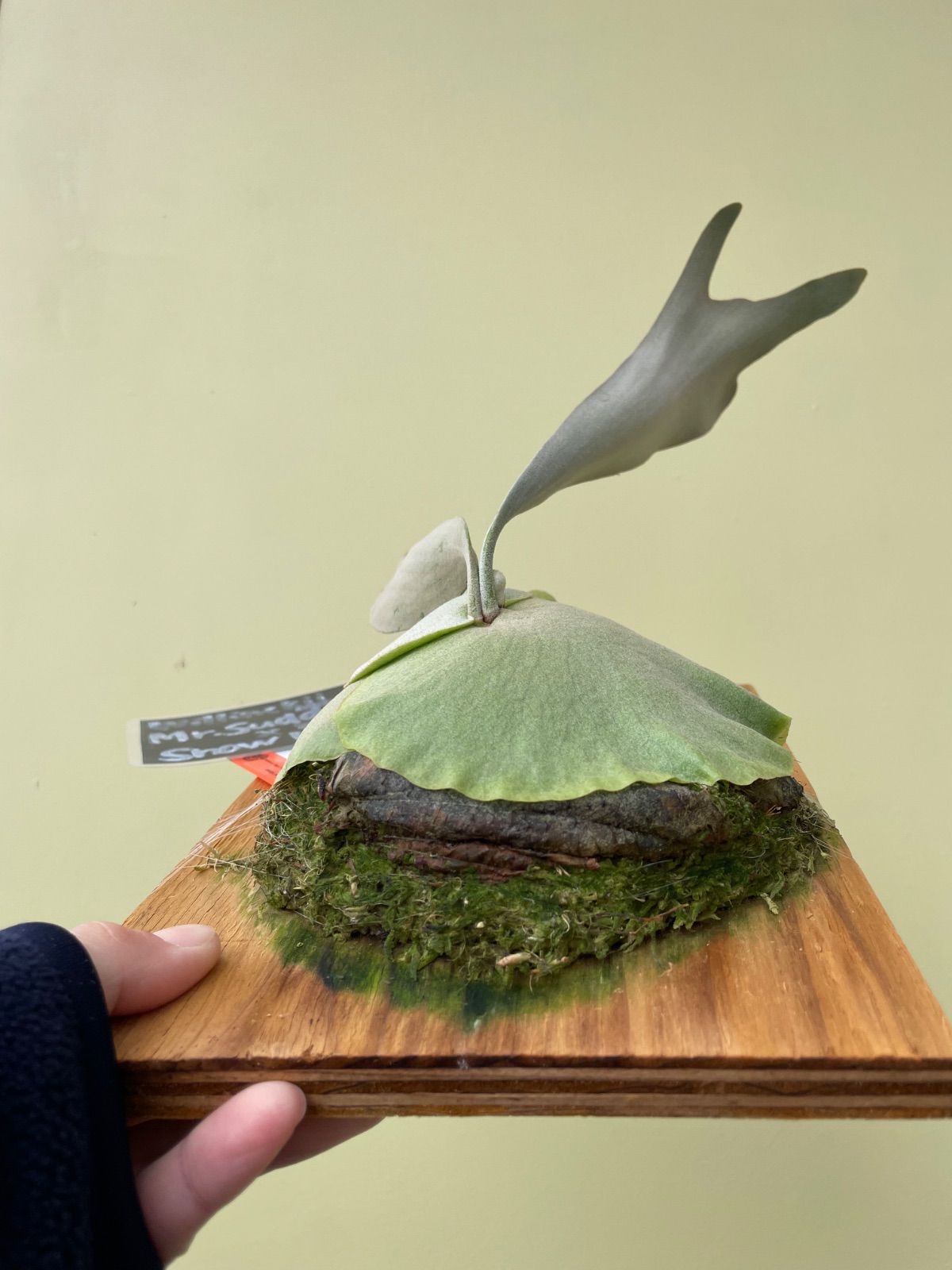 ビカクシダ ウィリンキーミスタースーダン×スノーホワイトP.Willinckii