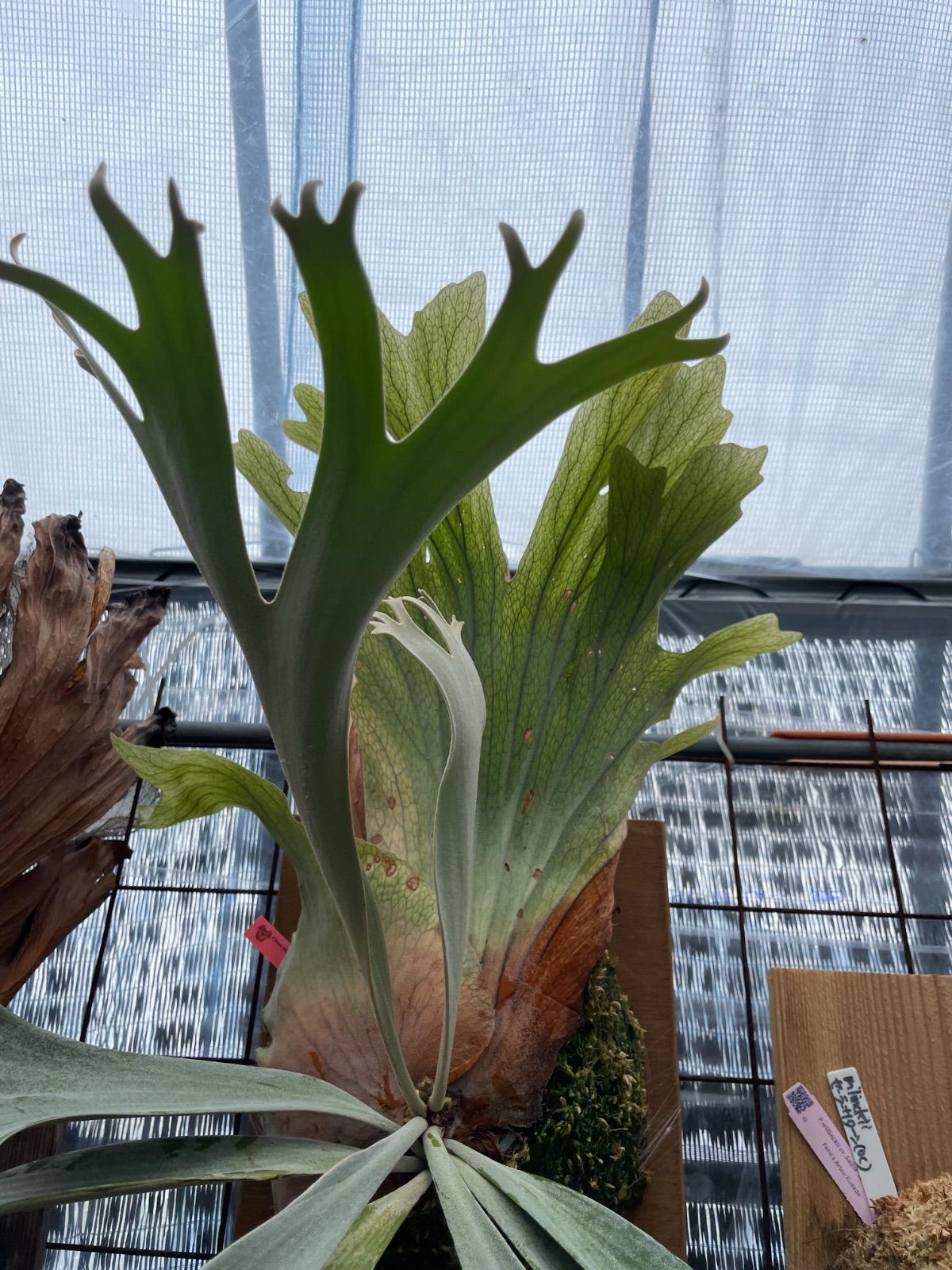 ビカクシダ ウィリンキーミスタースーダン×スノーホワイトP.Willinckii