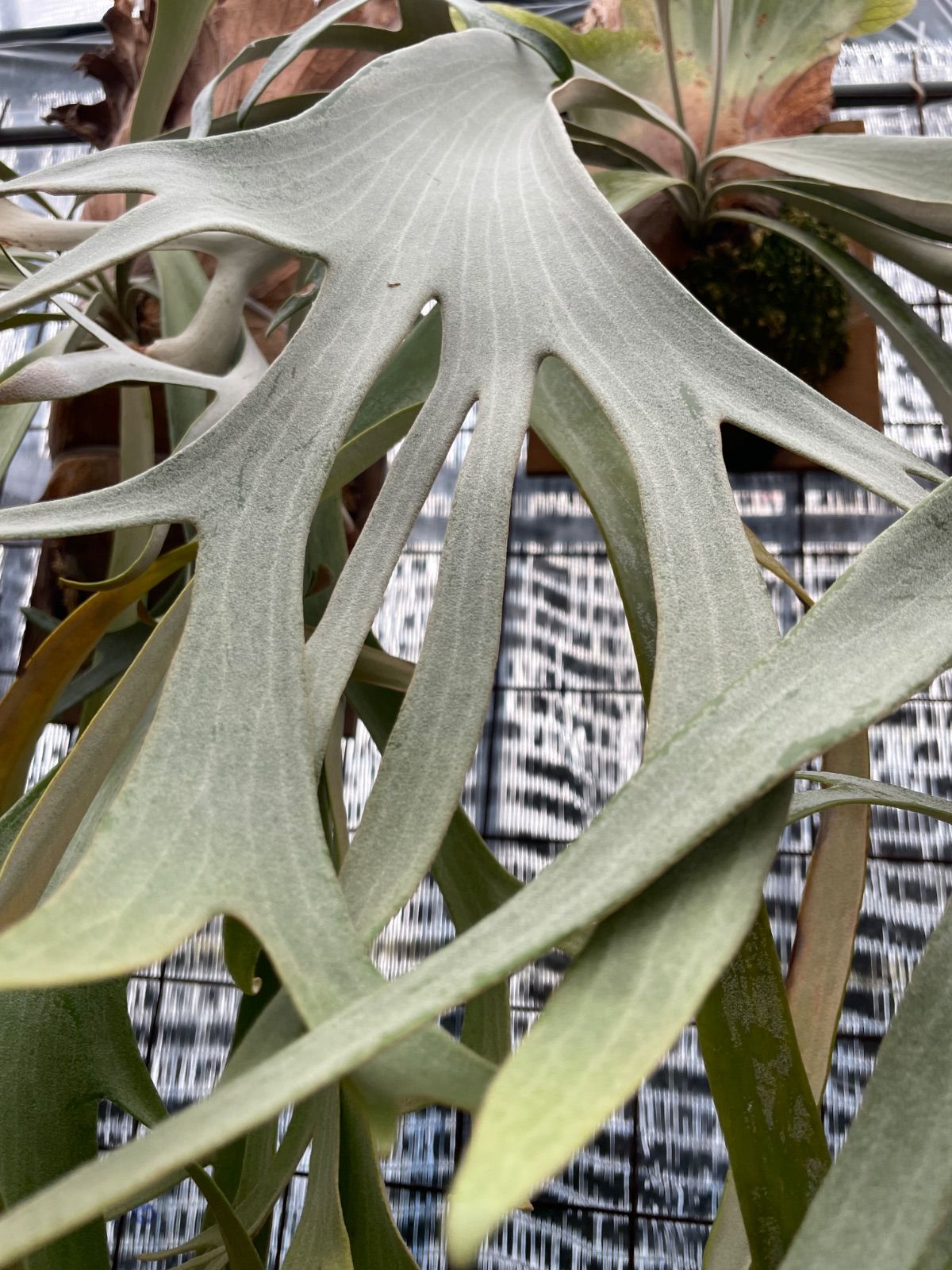 ビカクシダ ウィリンキーミスタースーダン×スノーホワイトP.Willinckii