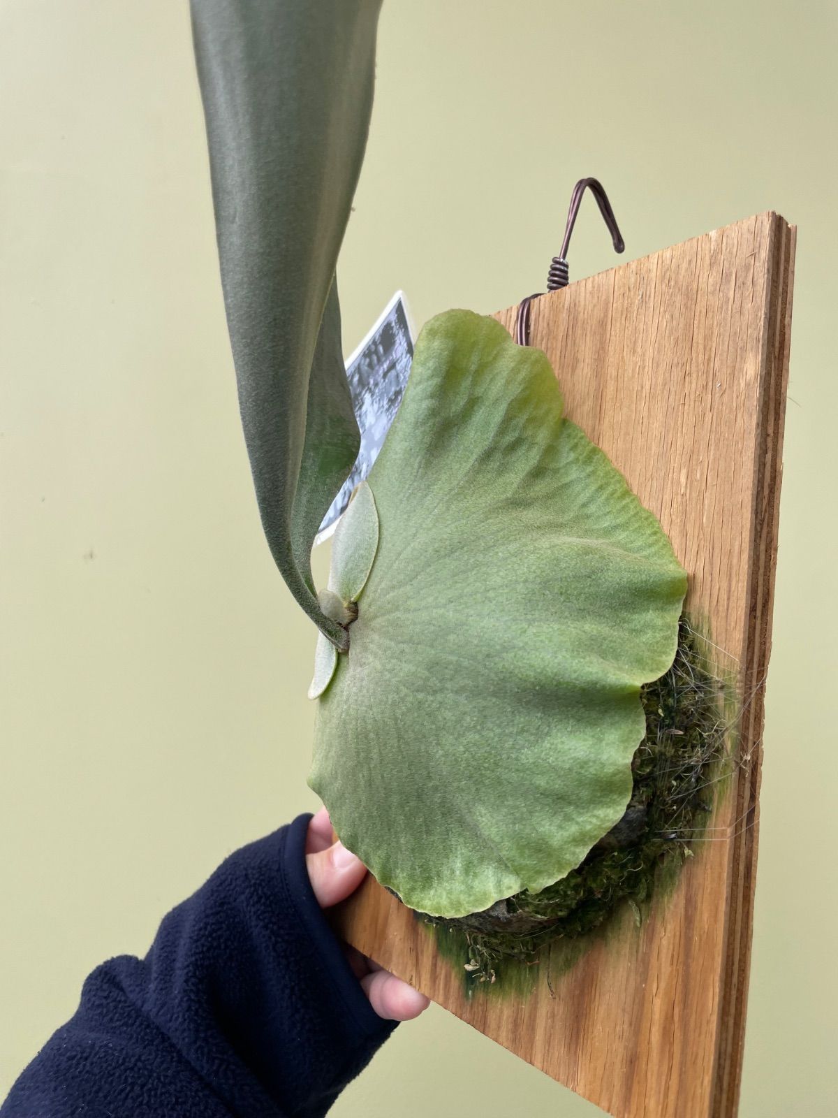 ビカクシダ ウィリンキーミスタースーダン×スノーホワイトP.Willinckii