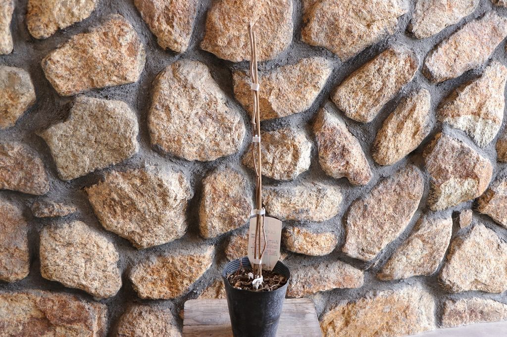 トゲなし ラズベリー グレンアンプル 4〜4.5号ロングポット苗 【1株