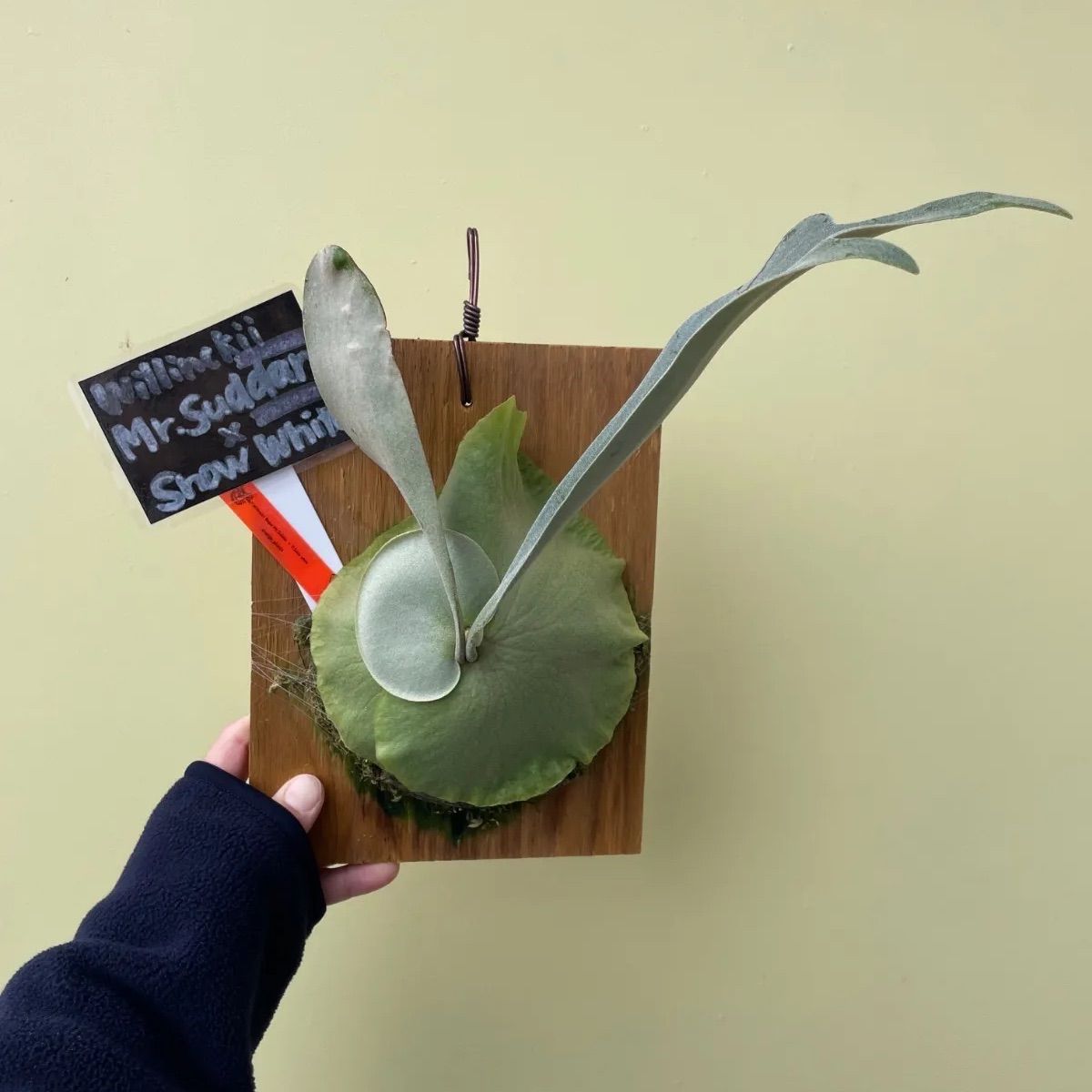 ビカクシダ ウィリンキーミスタースーダン×スノーホワイトP.Willinckii