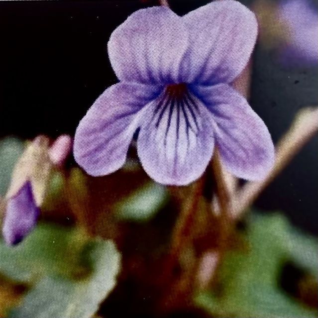 ニホンスミレ 日本すみれ コスミレ（小菫） 3号 (直径9cm) ポット苗 1