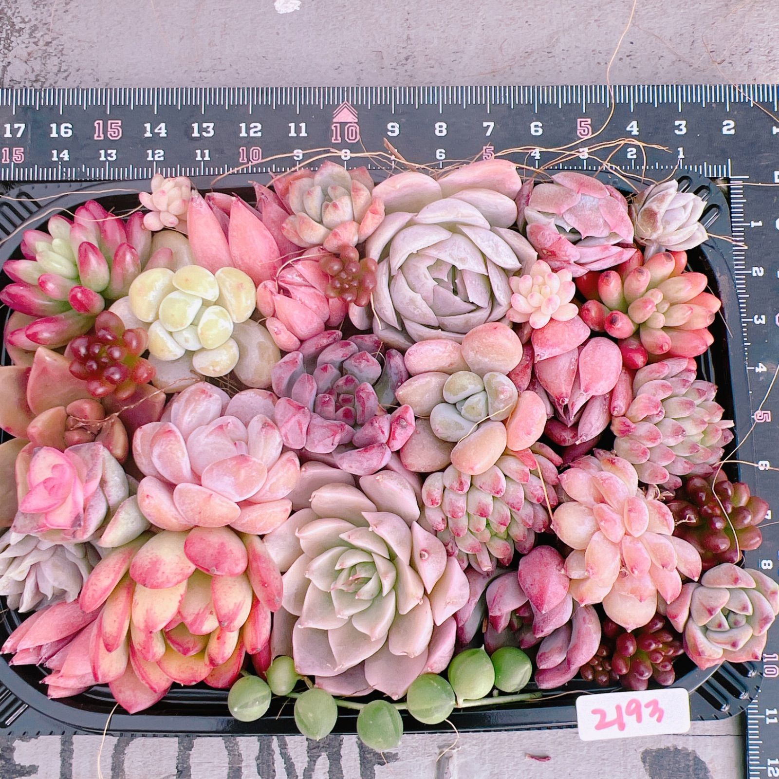 SALE‼️多肉植物寄せ植えset♡2193 - メルカリ