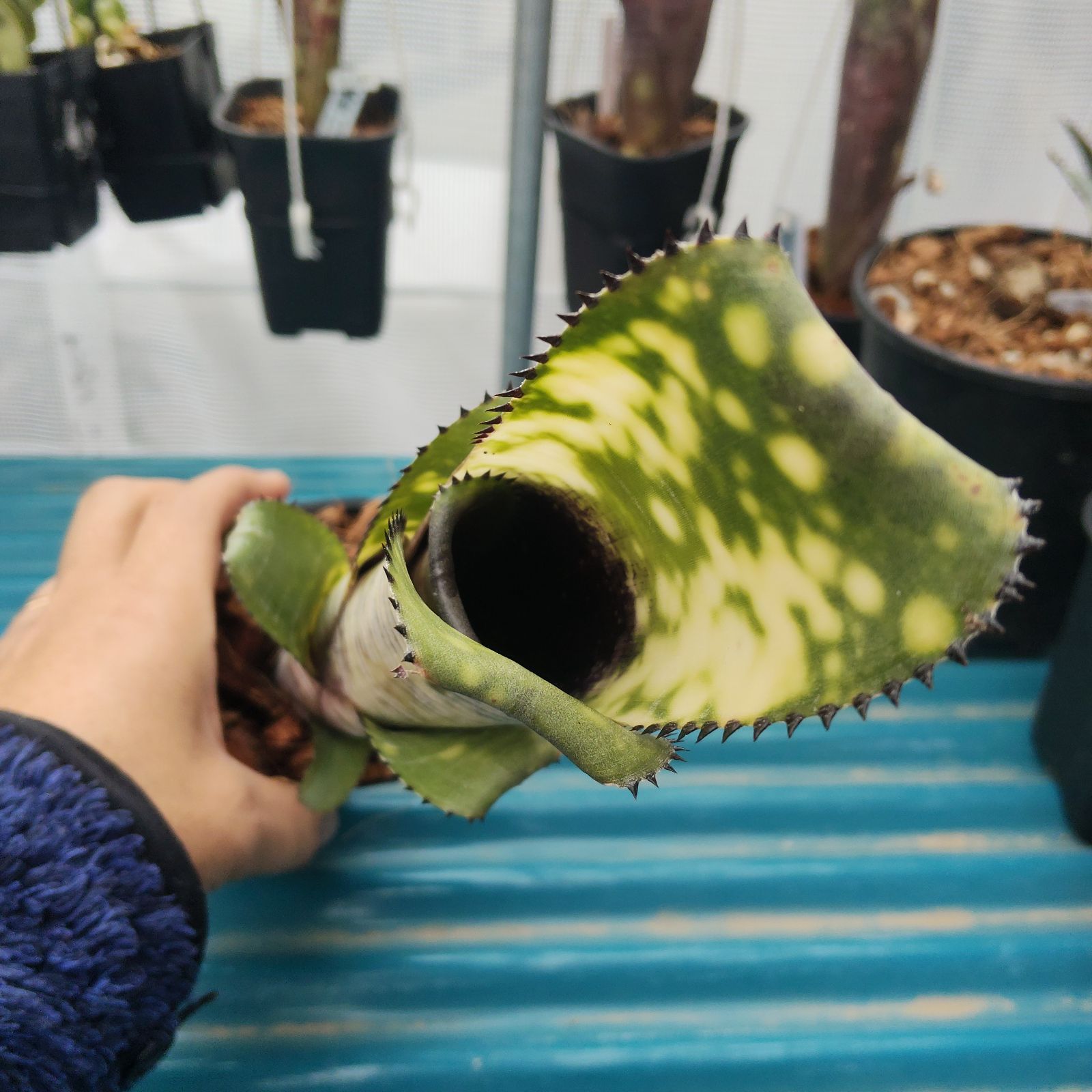 ビルベルギア ユーチューブ Billbergia YOUTUBE タンクブロメリア Lisa