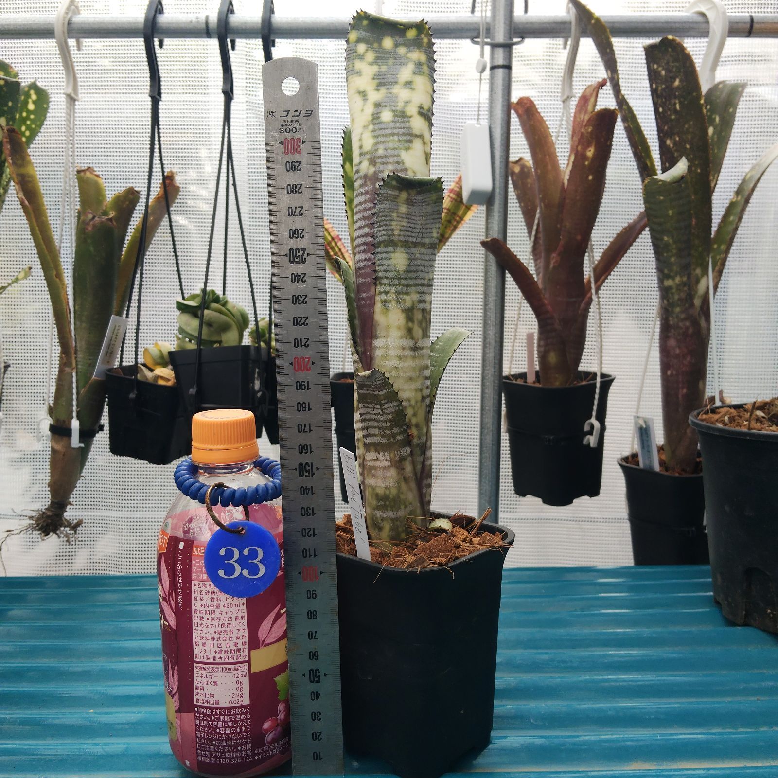 ビルベルギア ユーチューブ Billbergia YOUTUBE タンクブロメリア Lisa