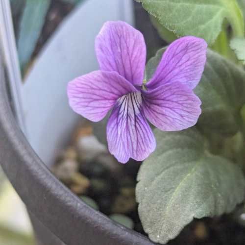 ニホンスミレ 日本すみれ ノジスミレ（野路菫） 3号 (直径9cm) ポット